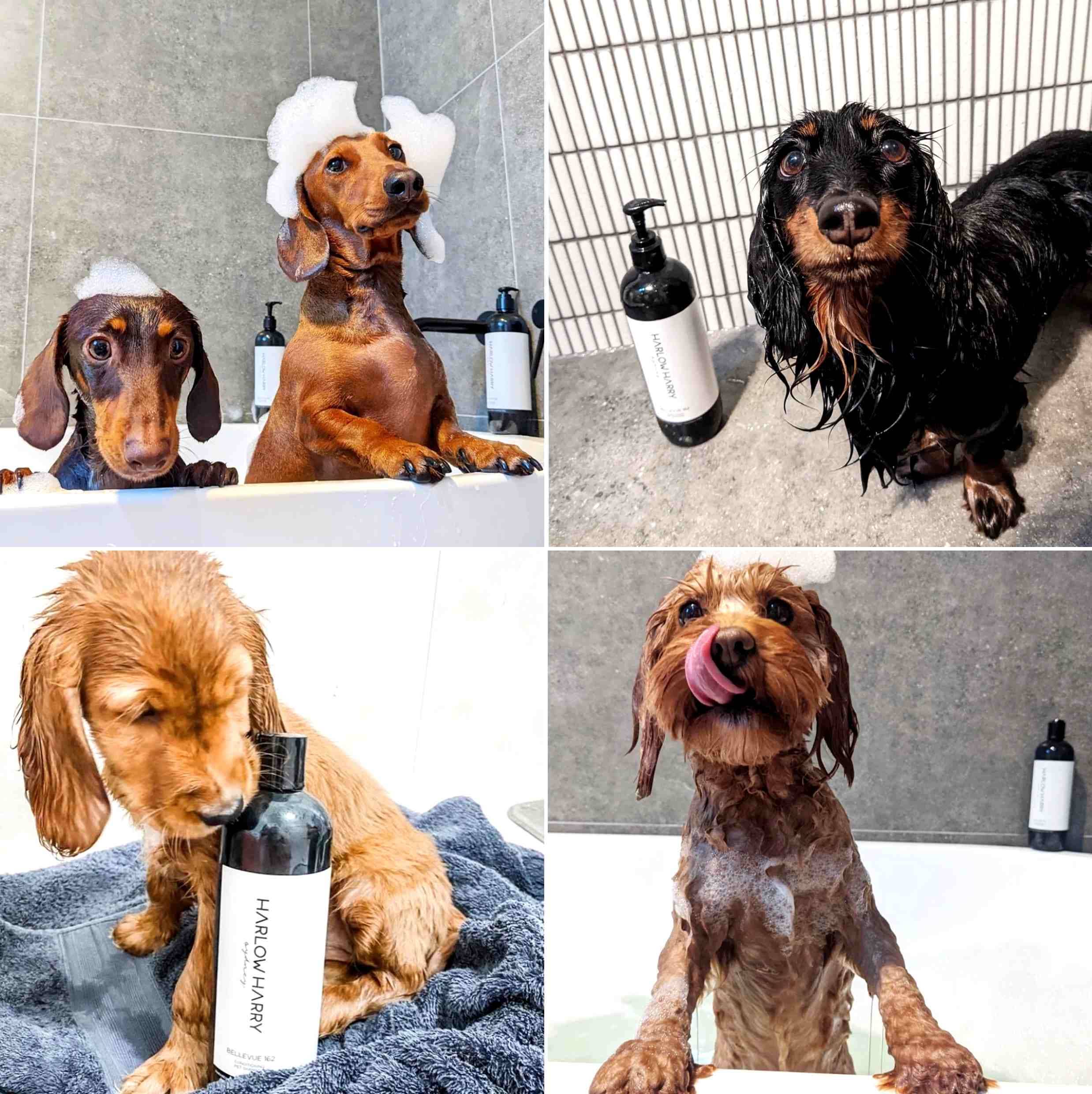 Harlow Harry: 2-in-1 Conditioning Dog Shampoo | Bellevue 162 - Image 5