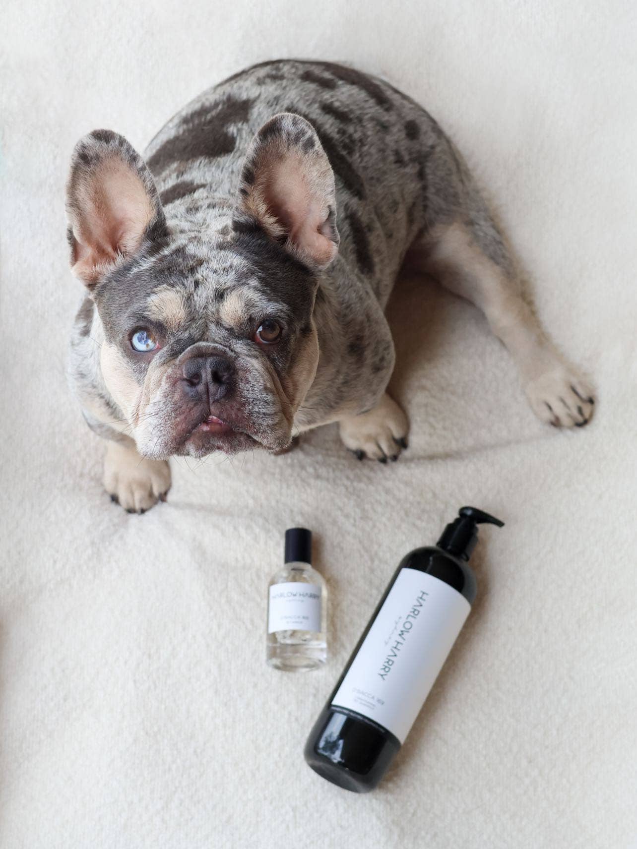 Harlow Harry: 2-in-1 Conditioning Dog Shampoo | D'bacca 169 - Image 7