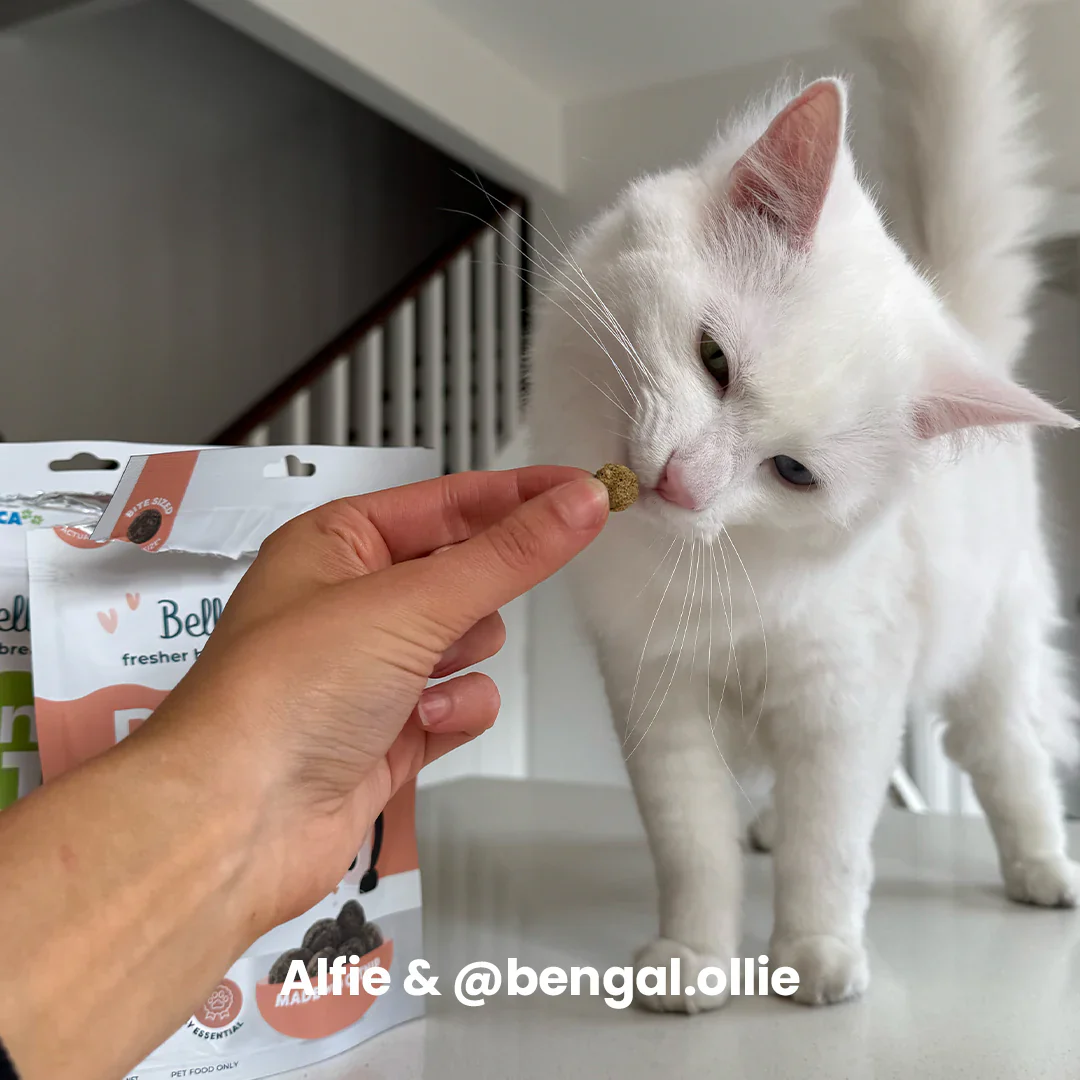 Bell & Bone Adult Cat Dental Bites - Image 7