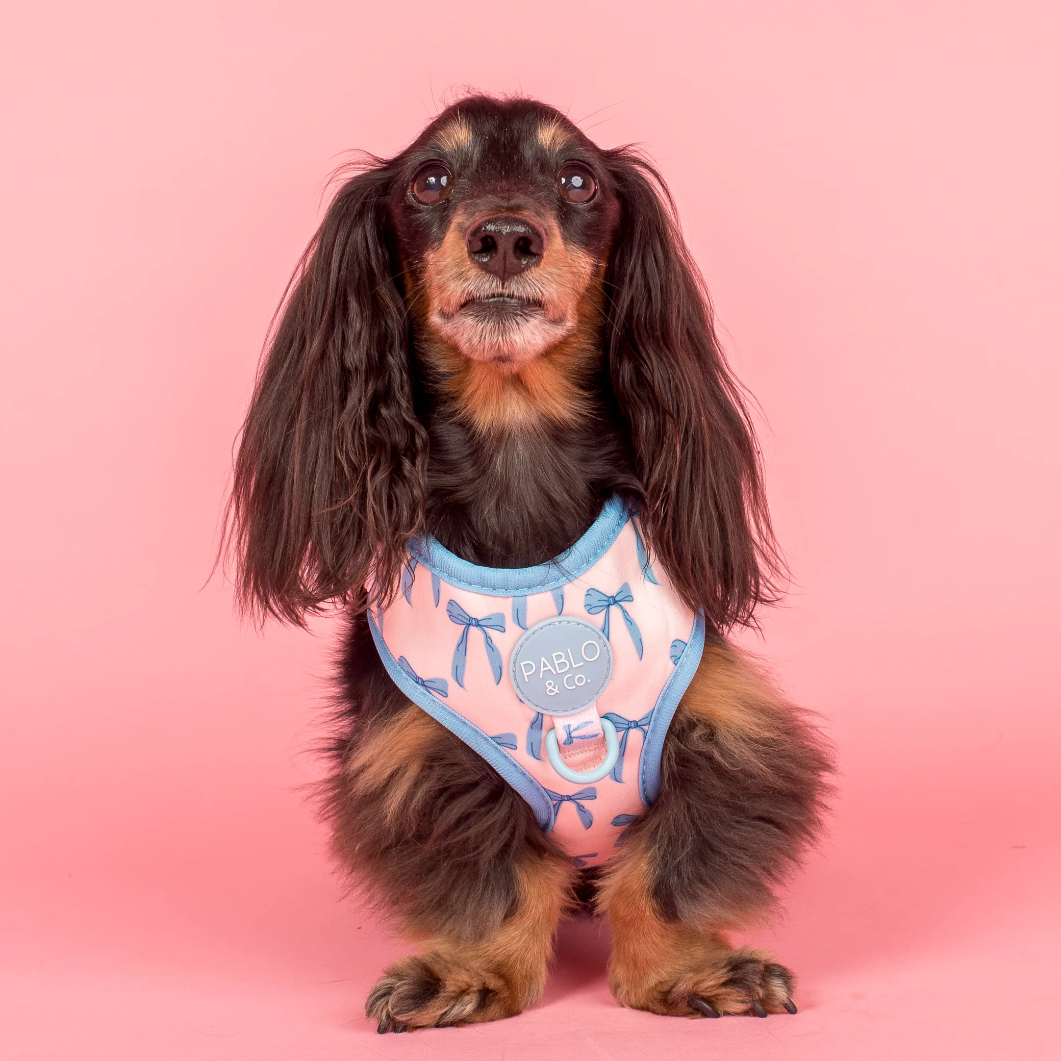 Baby Blue Bows: Adjustable Harness
