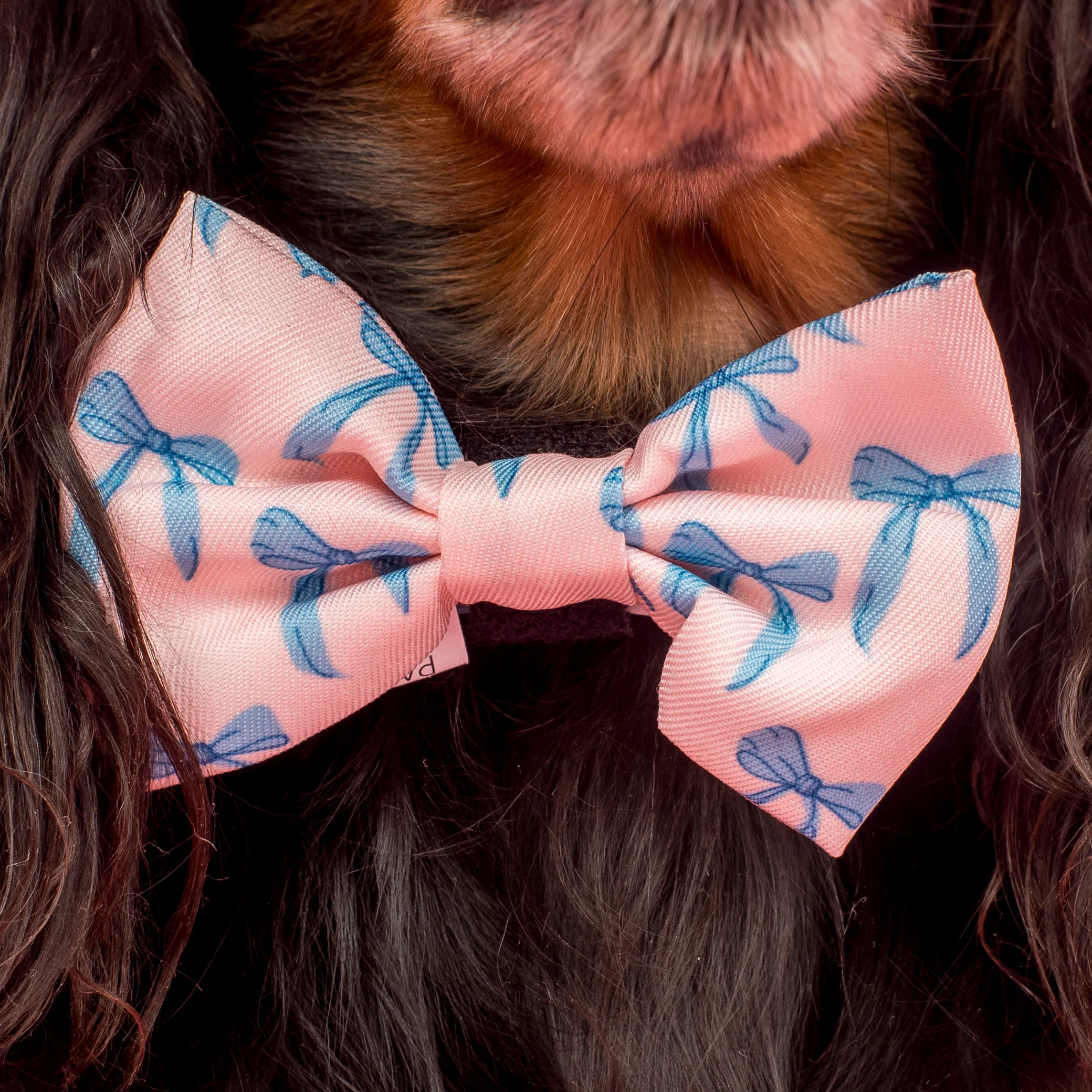 Baby Blue Bows: Bow Tie - Image 2