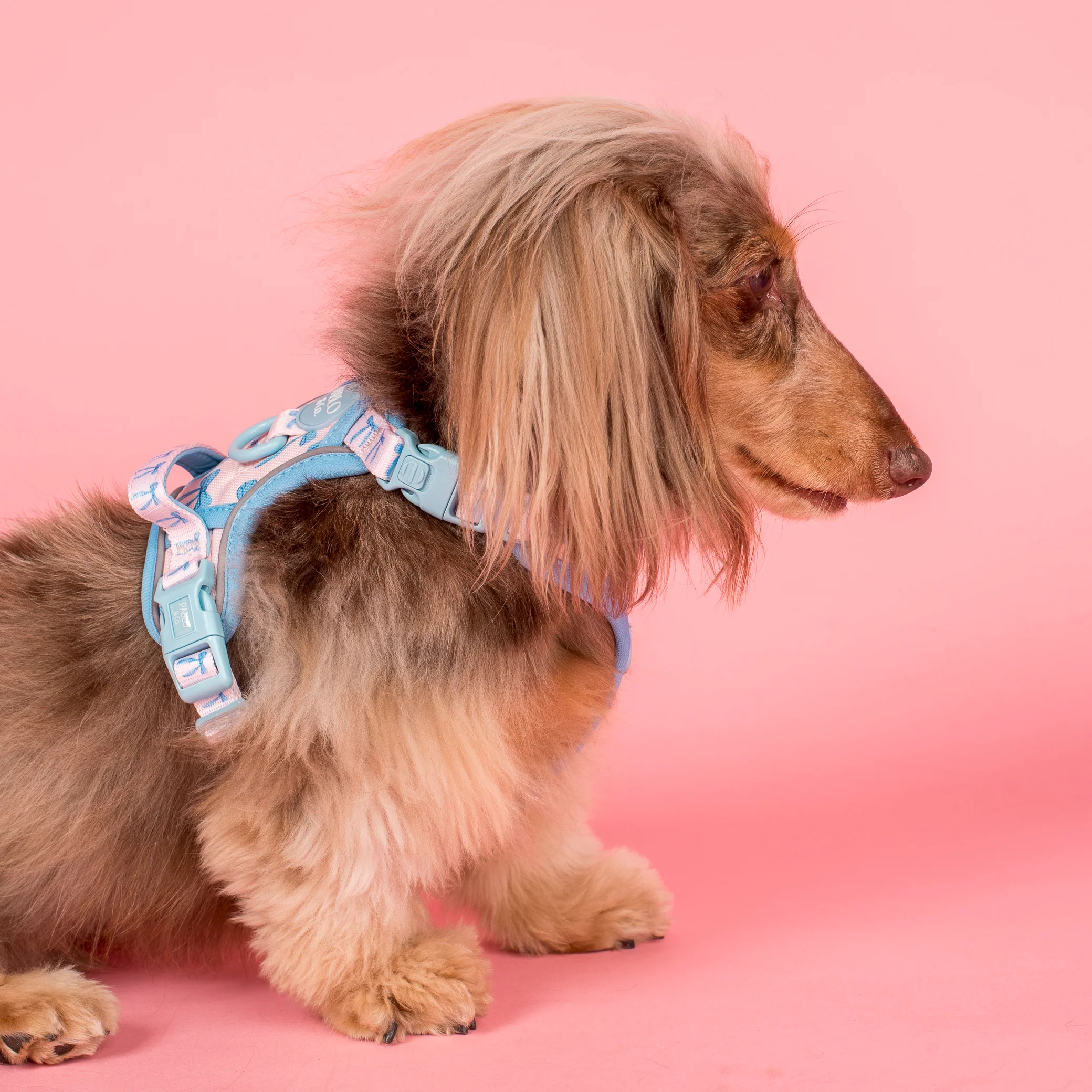 Baby Blue Bows: No Pull Adventure Harness - Image 5