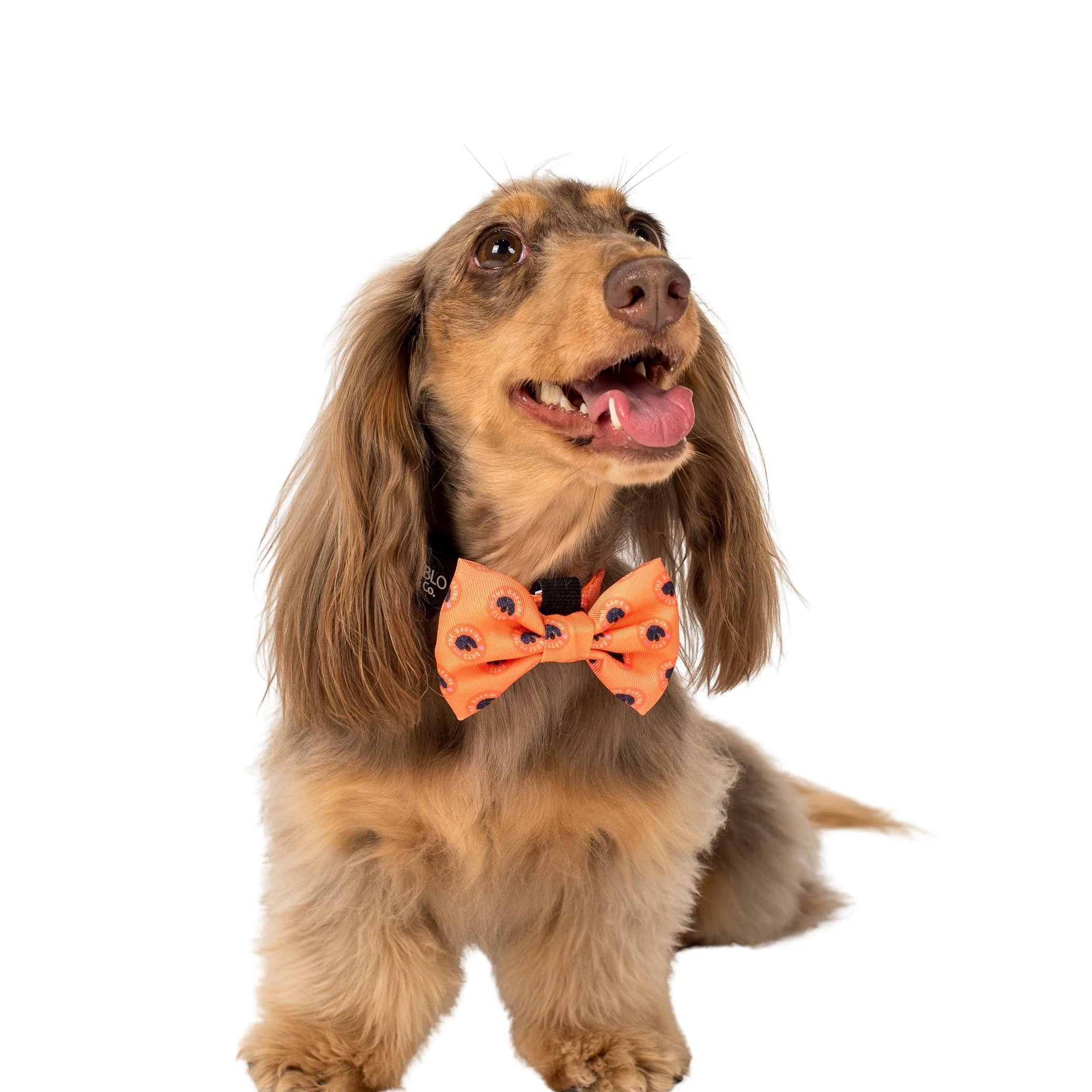 Bark Club: Bow Tie