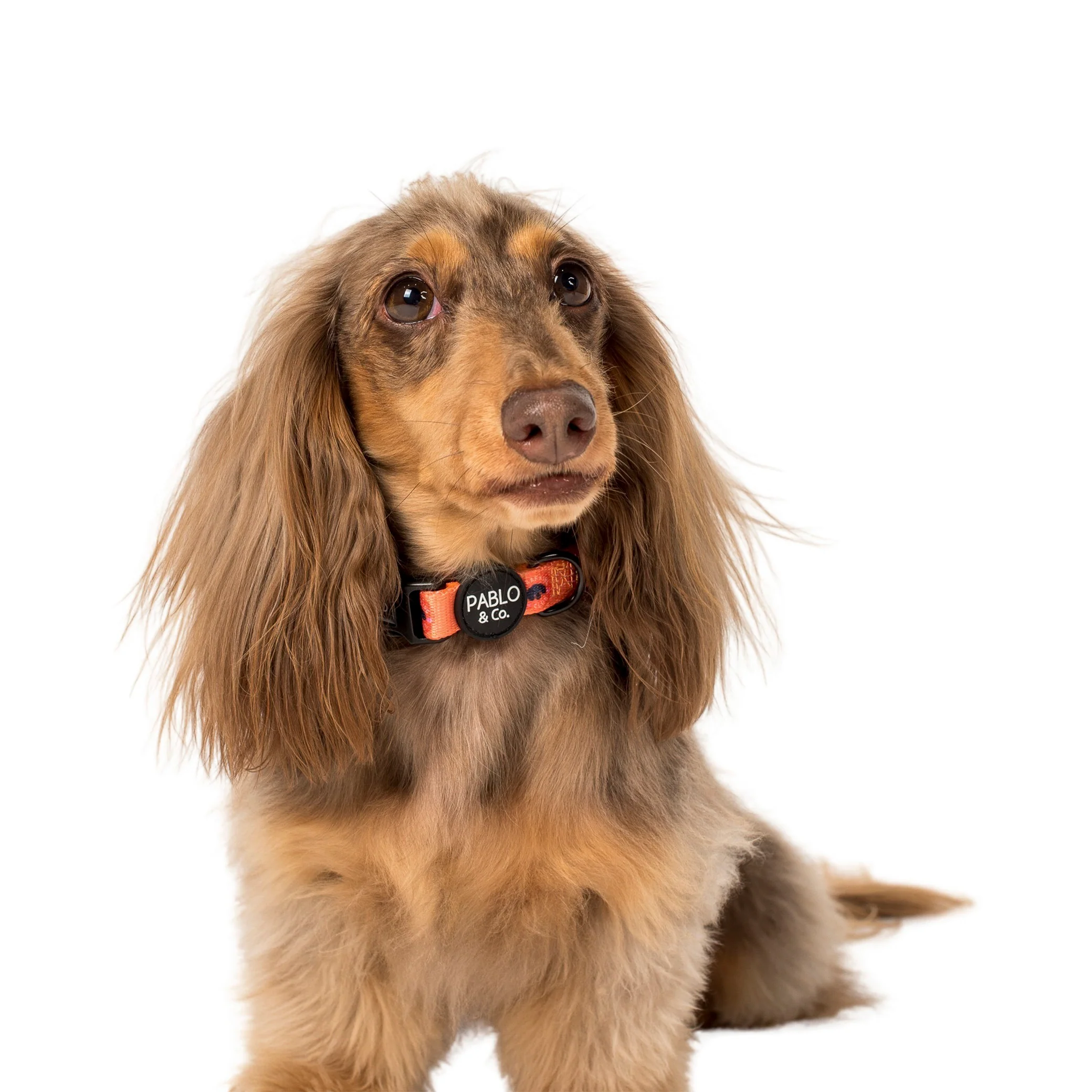 Bark Club: Collar - Image 3