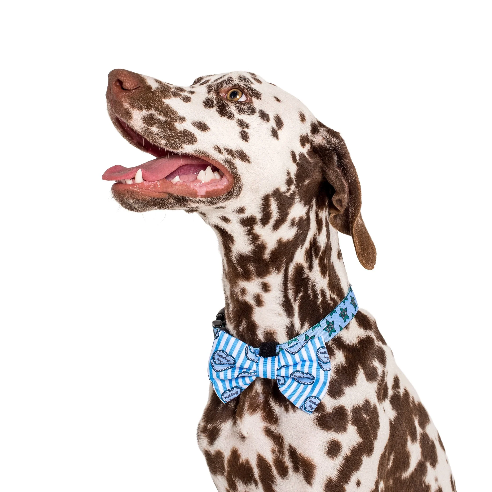 Birthday Boy: Bow Tie - Image 3
