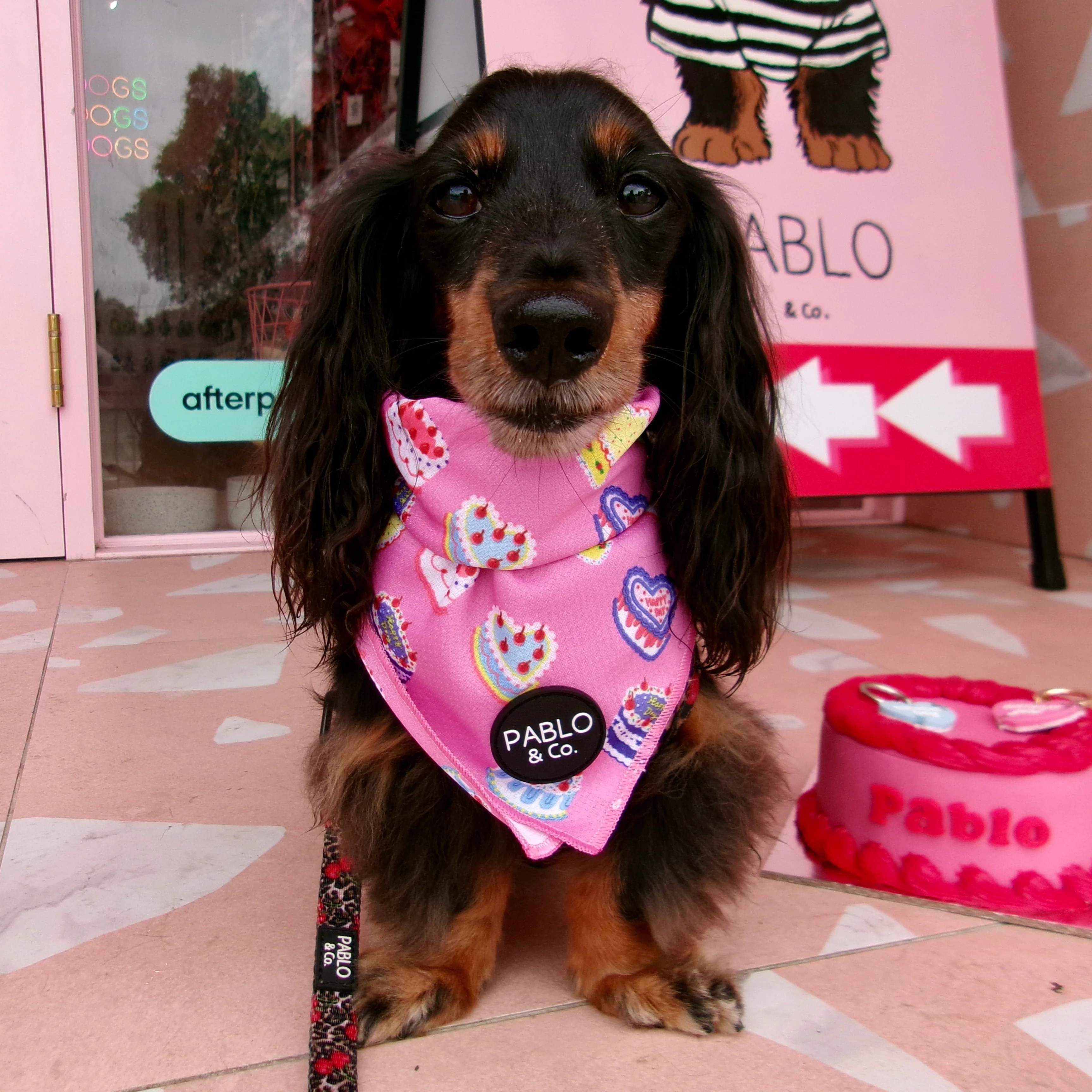 Birthday Buttercream: Dog Bandana - Image 8