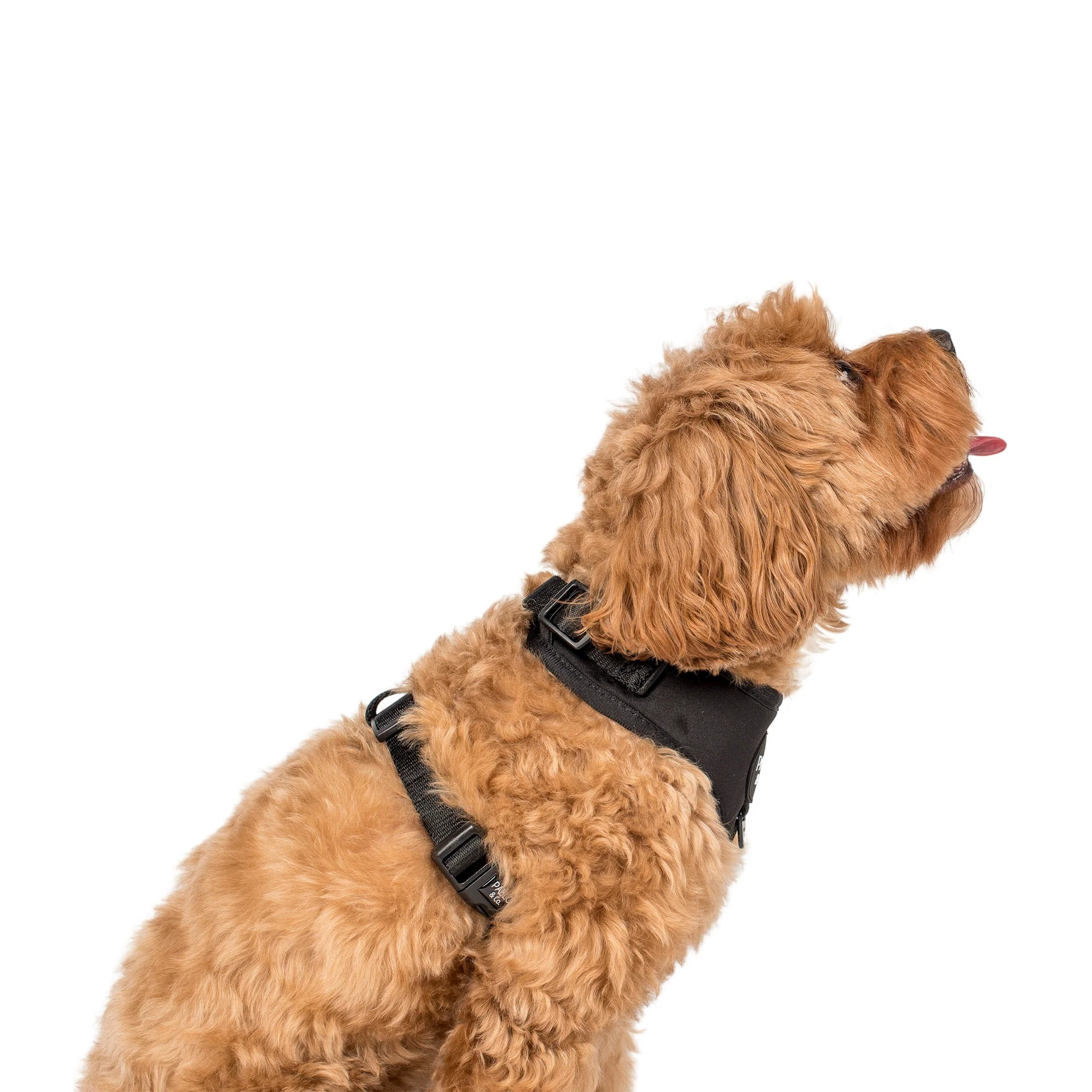 Black: Adjustable Harness - Image 6