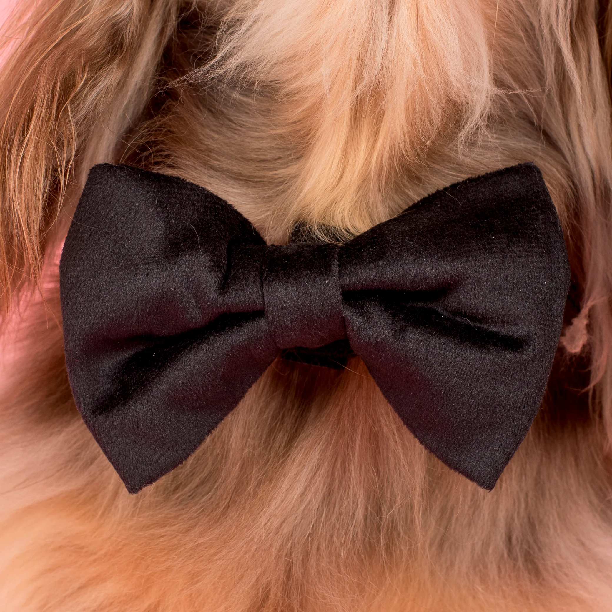 Black Velvet Bow Tie - Image 2
