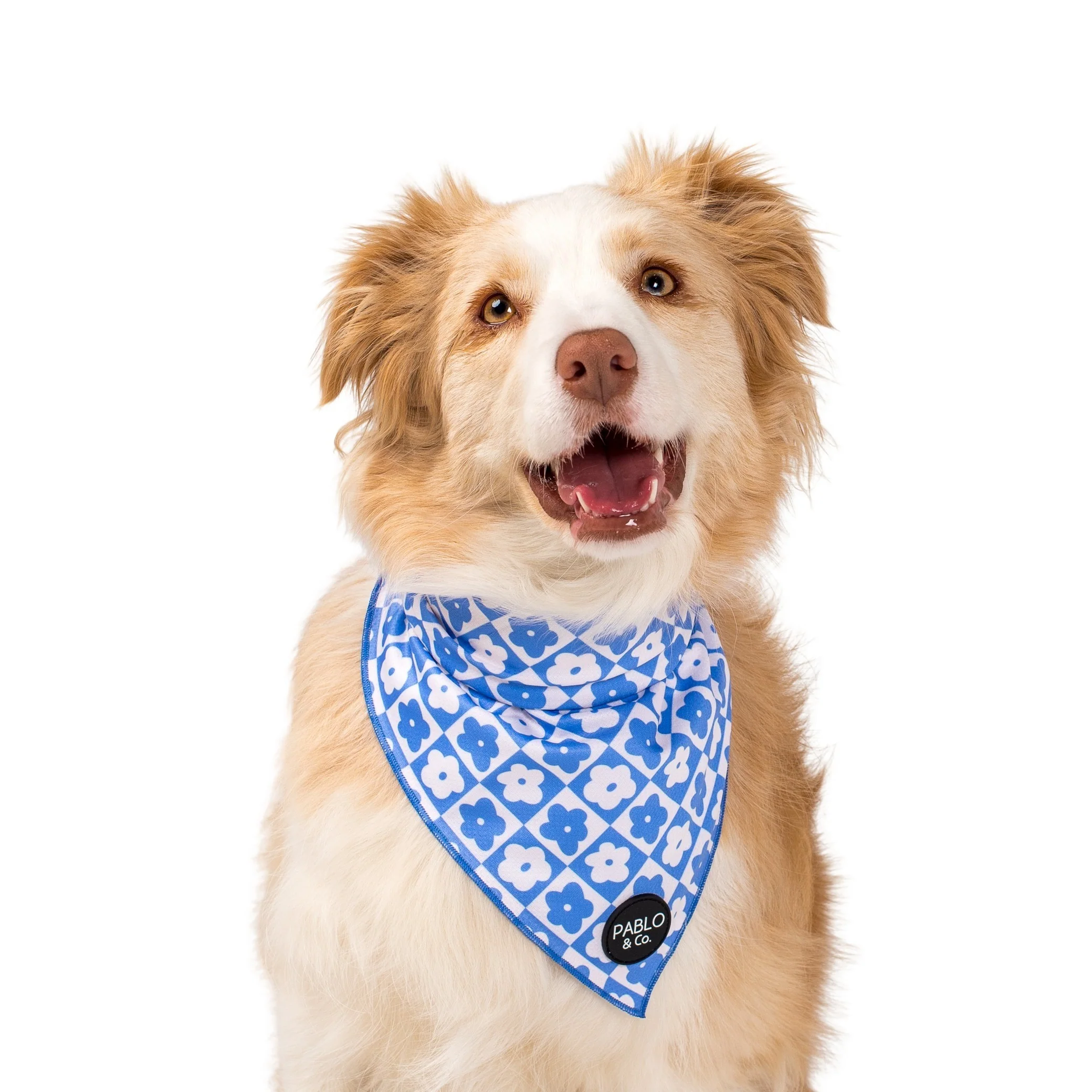 Blue Checkered Daisies - Dog Bandana - Image 3