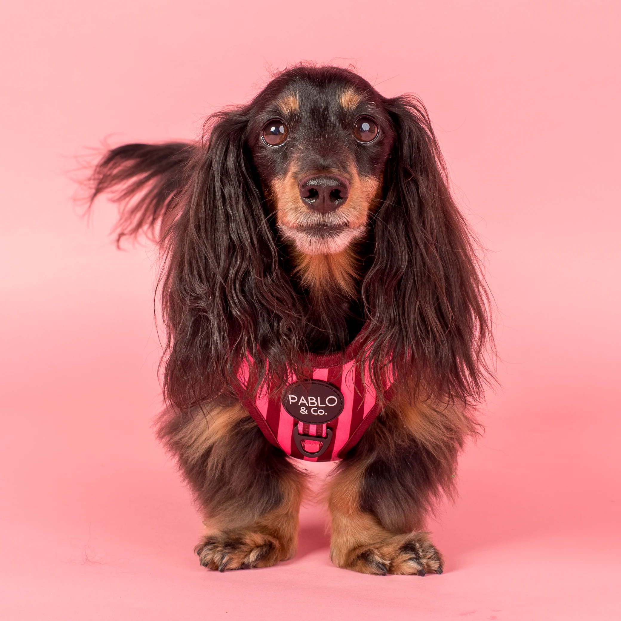 Blushing Stripes: Adjustable Harness