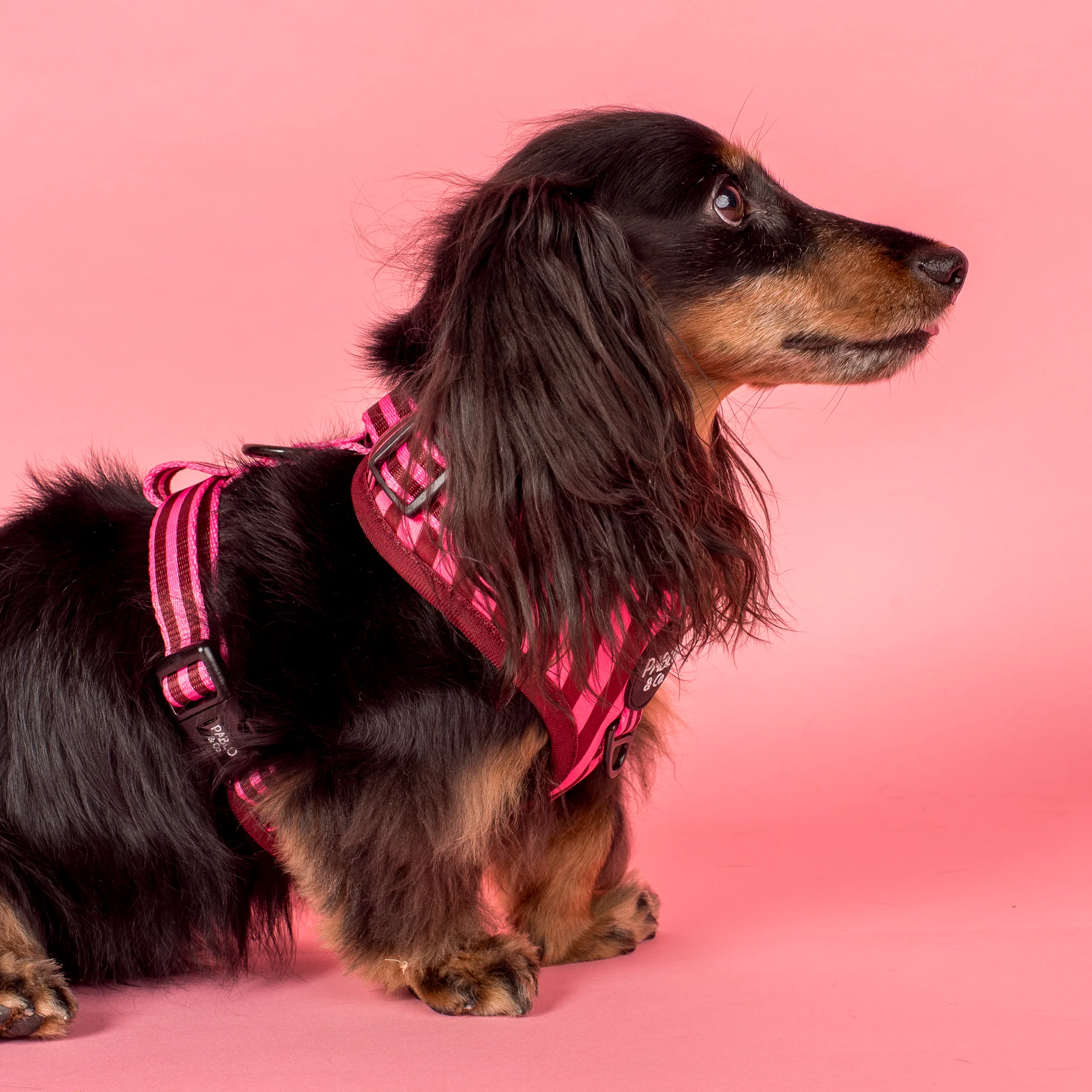 Blushing Stripes: Adjustable Harness - Image 3