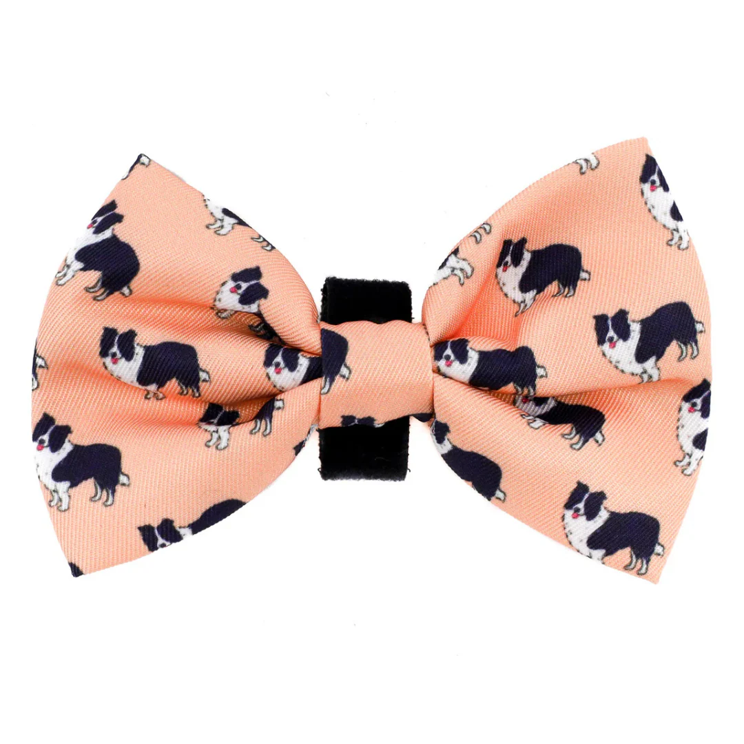 Border Collie: Bow Tie