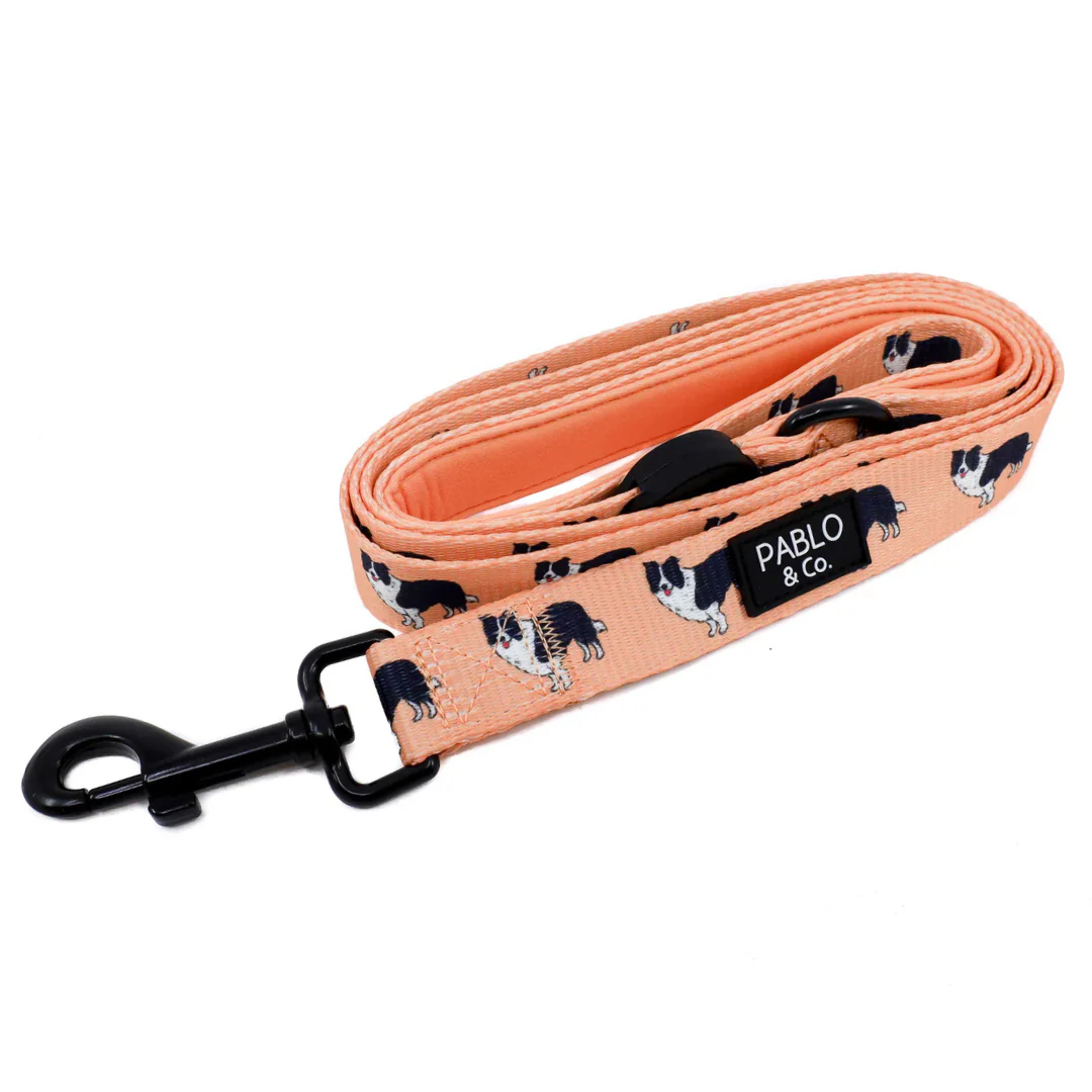 Border Collie: Dog Leash