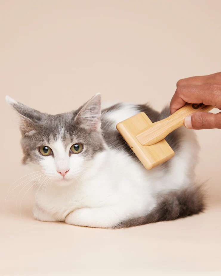 CAT by Dr Lisa Slicker - Image 3