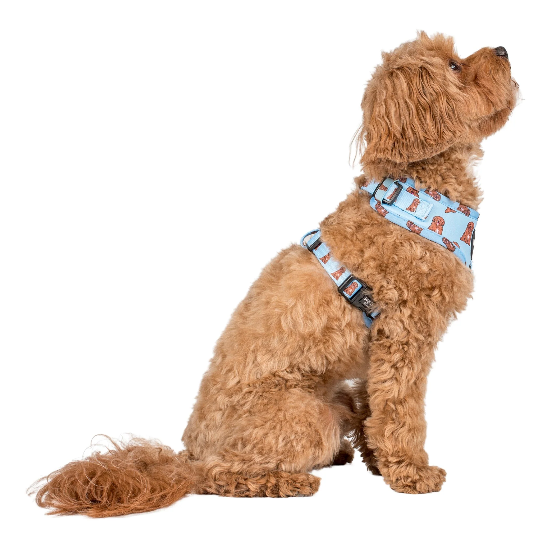 Cavoodle: Adjustable Harness - Image 3