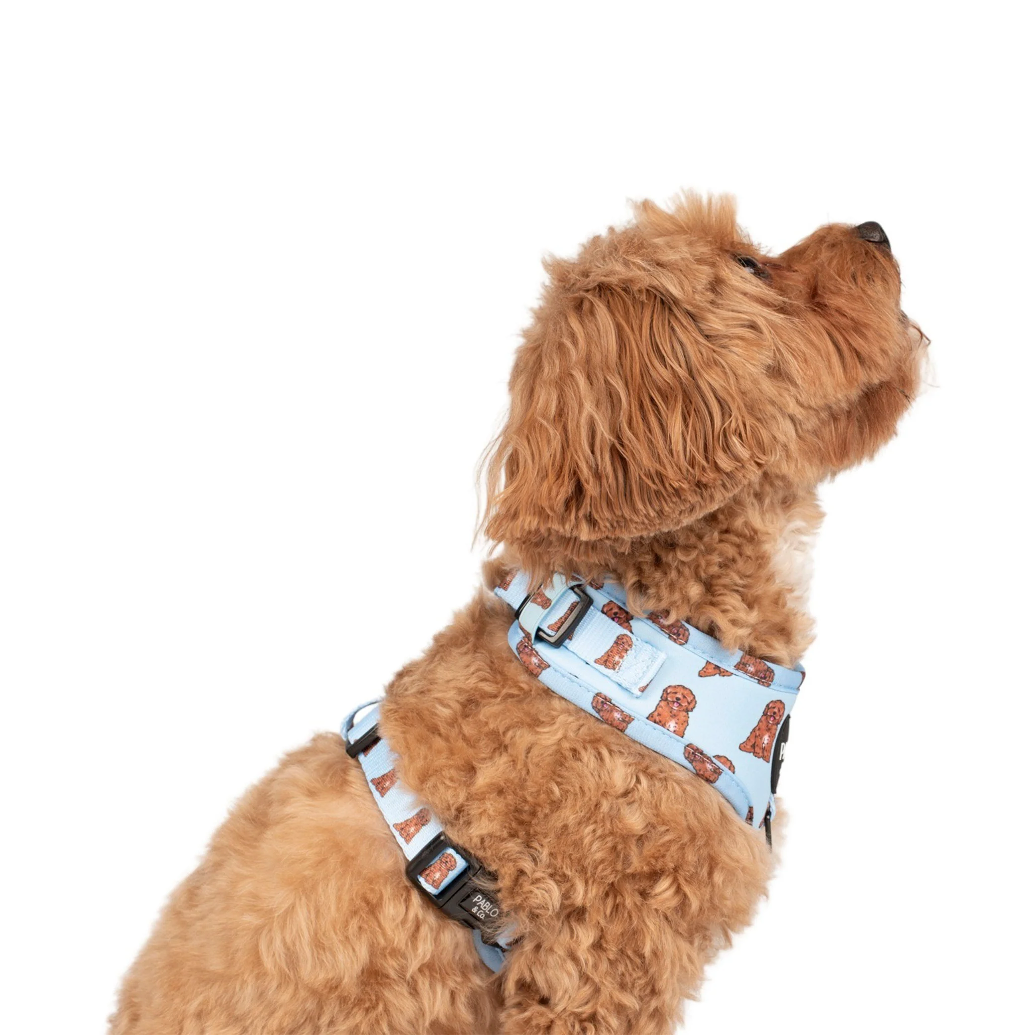 Cavoodle: Adjustable Harness - Image 4