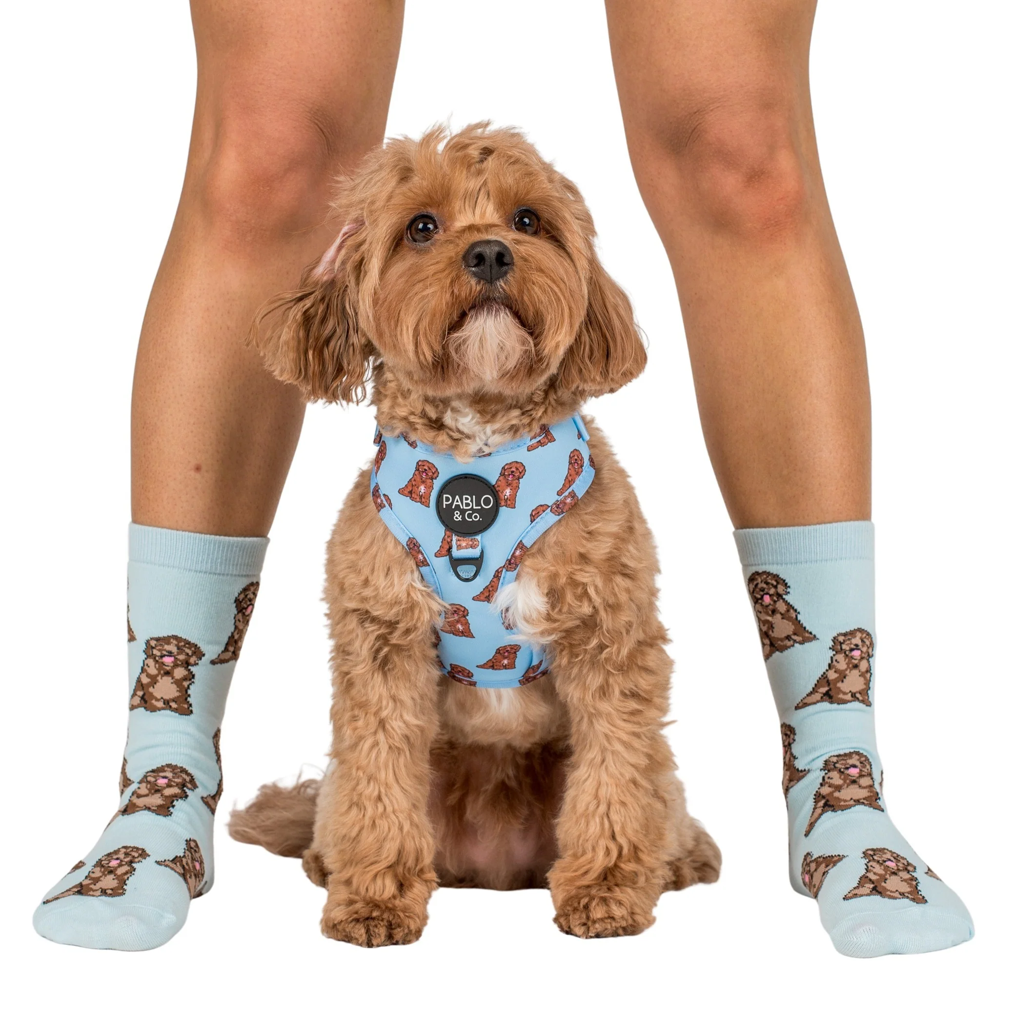 Cavoodle: Adjustable Harness - Image 9
