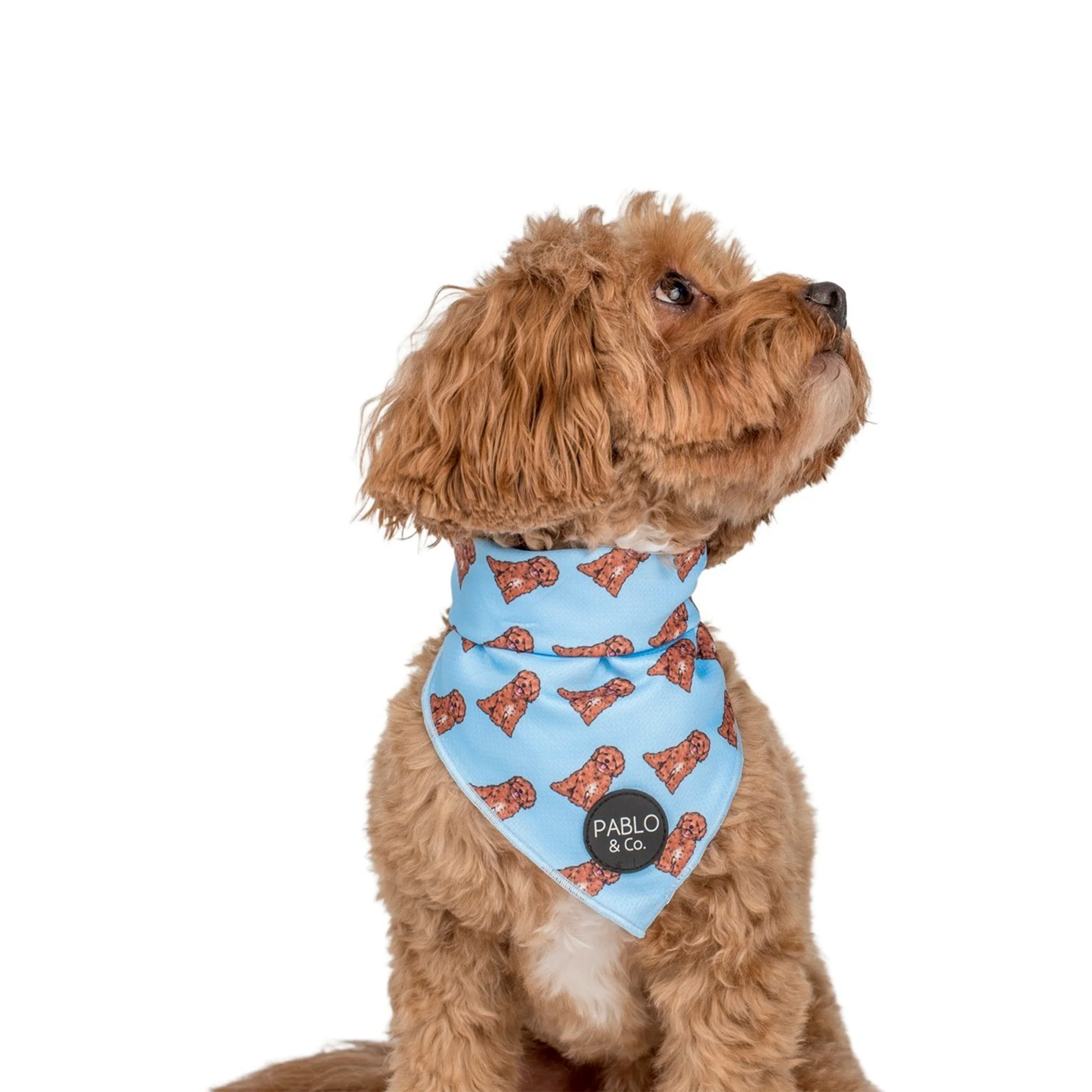 Cavoodle - Dog Bandana - Image 4