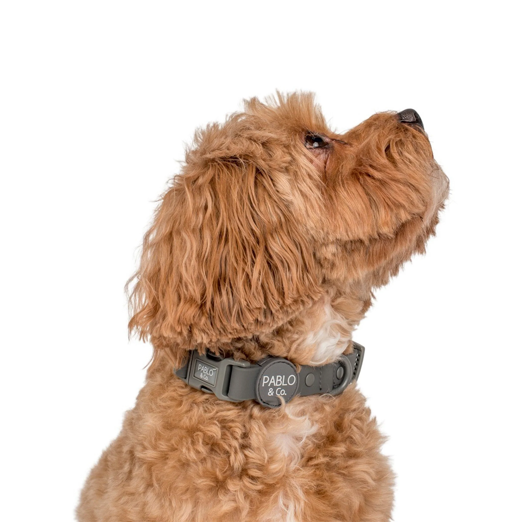 Charcoal: Waterproof Collar - Image 2