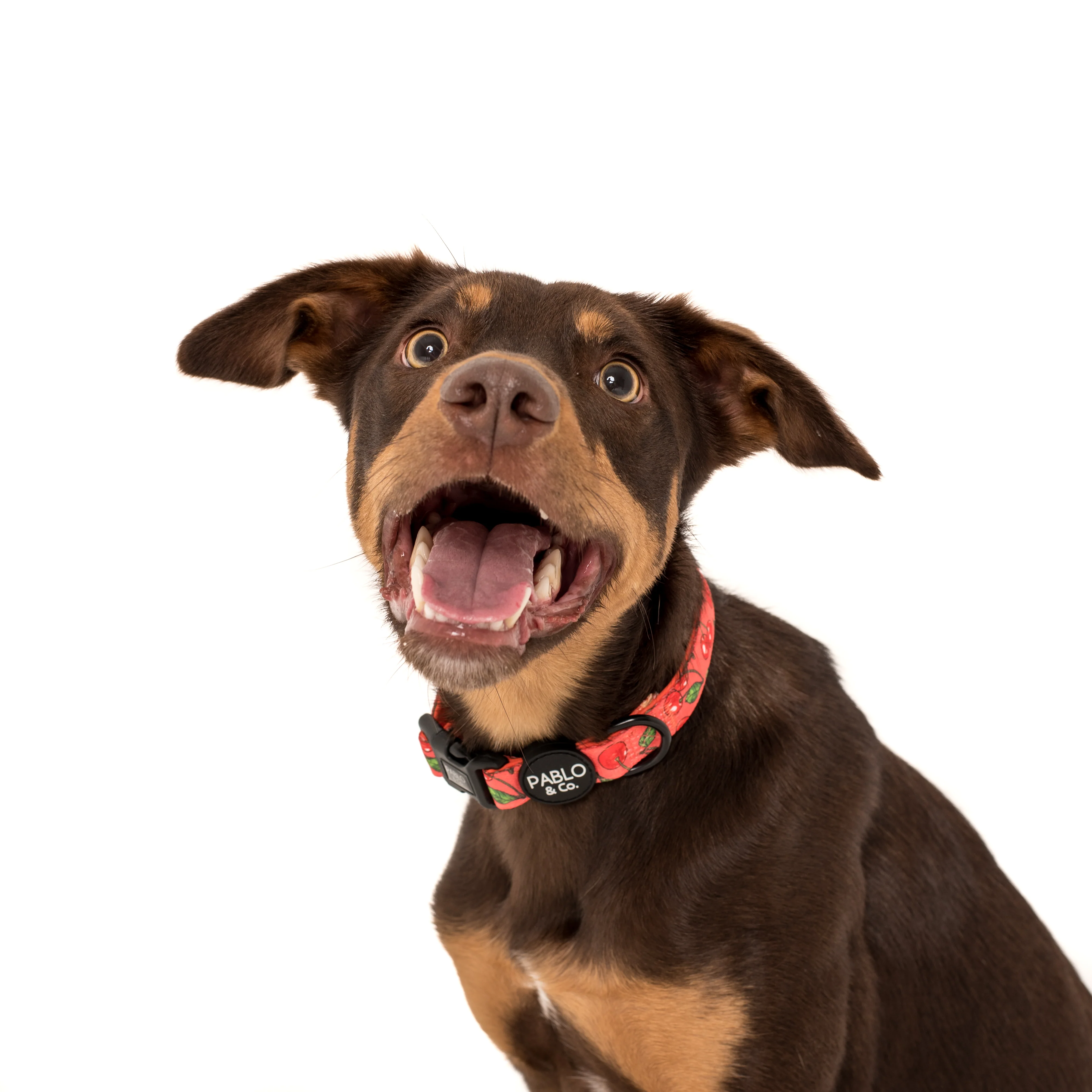 Cherry: Collar - Image 4
