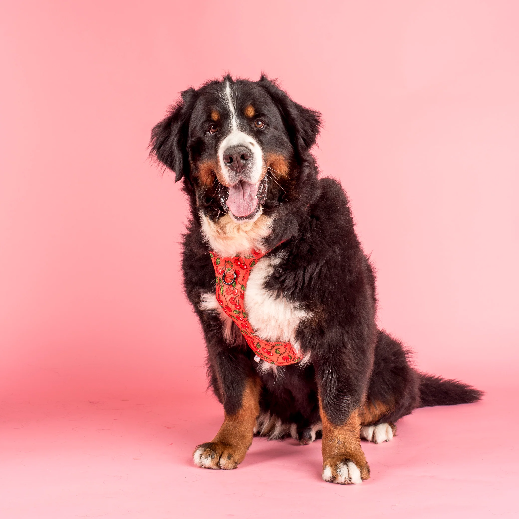 Cherry: No Pull Adventure Harness