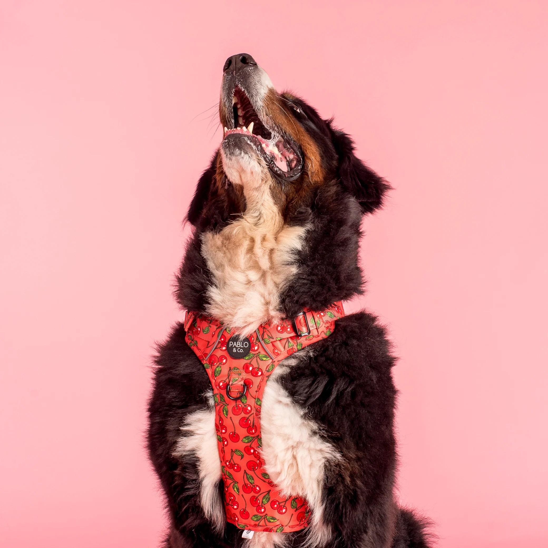 Cherry: No Pull Adventure Harness - Image 2