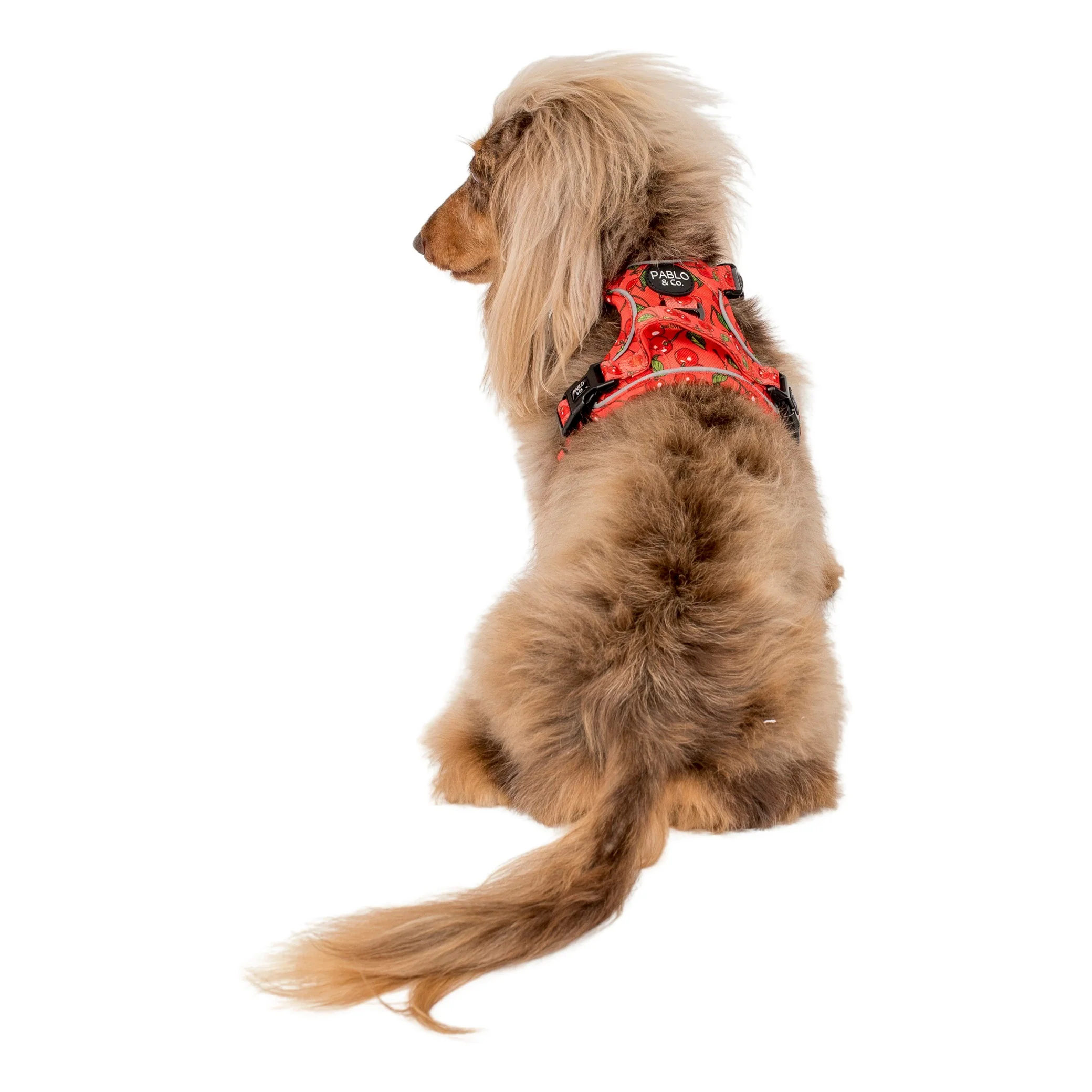 Cherry: No Pull Adventure Harness - Image 5