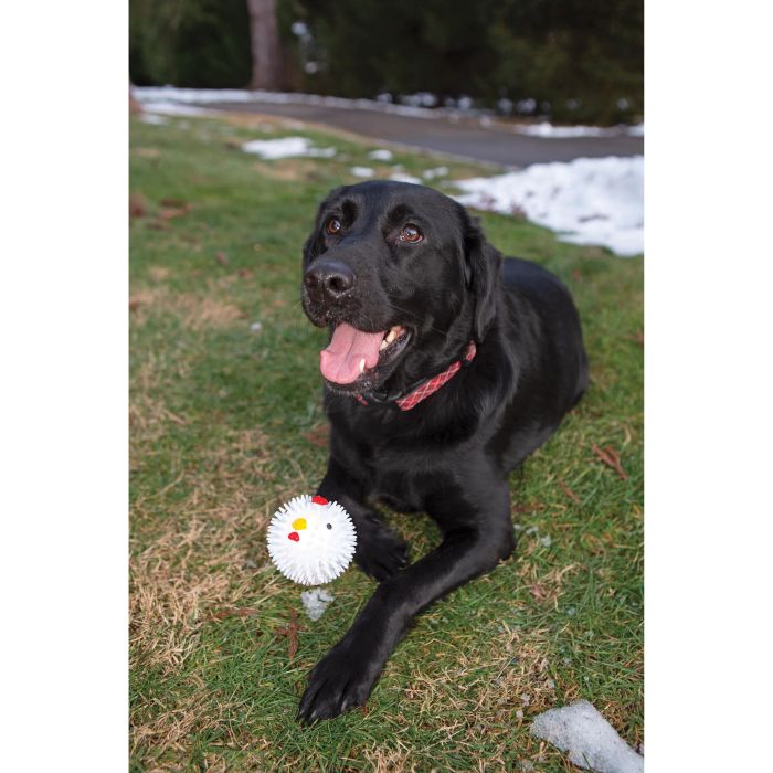 Chicken Dog Ball - Image 2