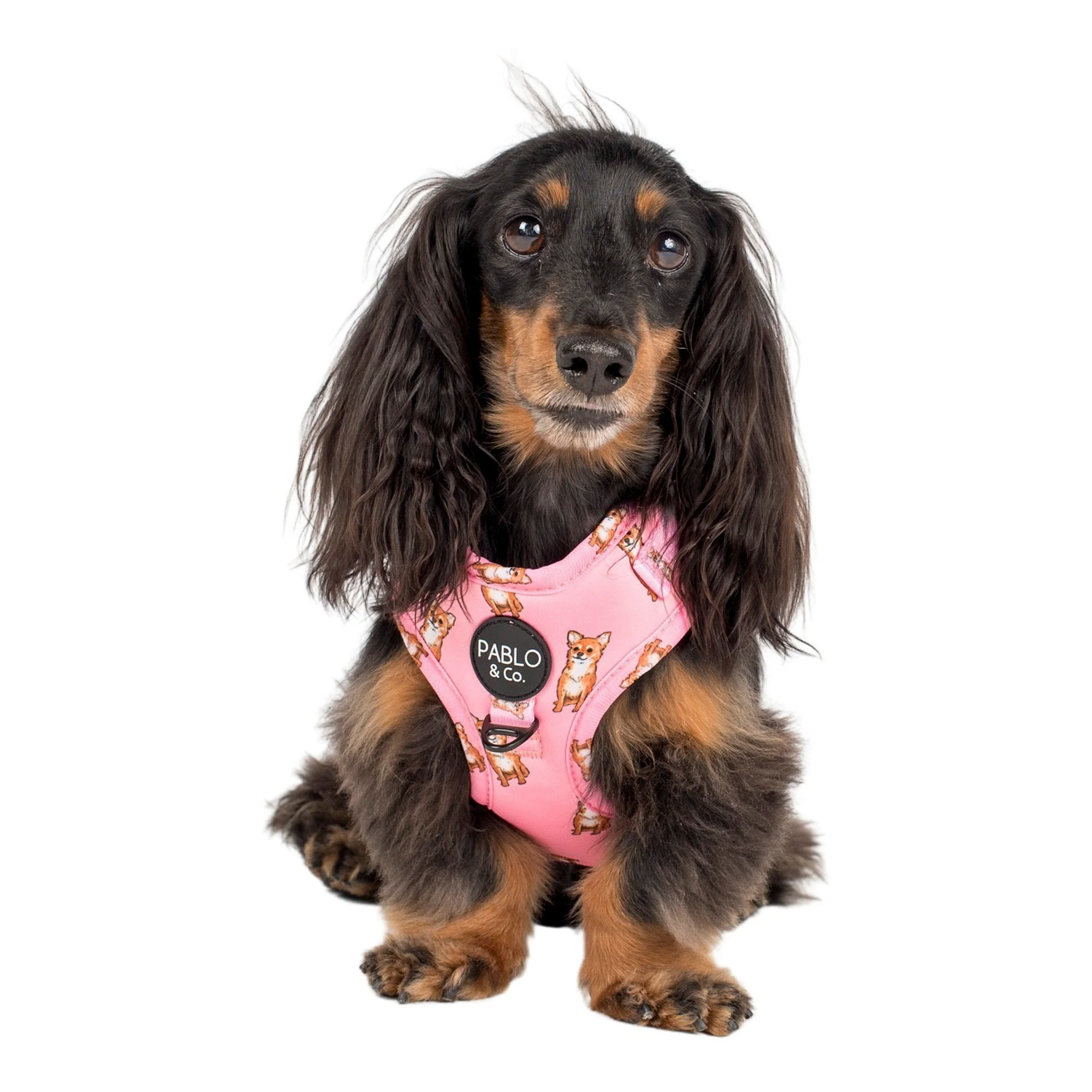 Chihuahua: Adjustable Harness - Image 3