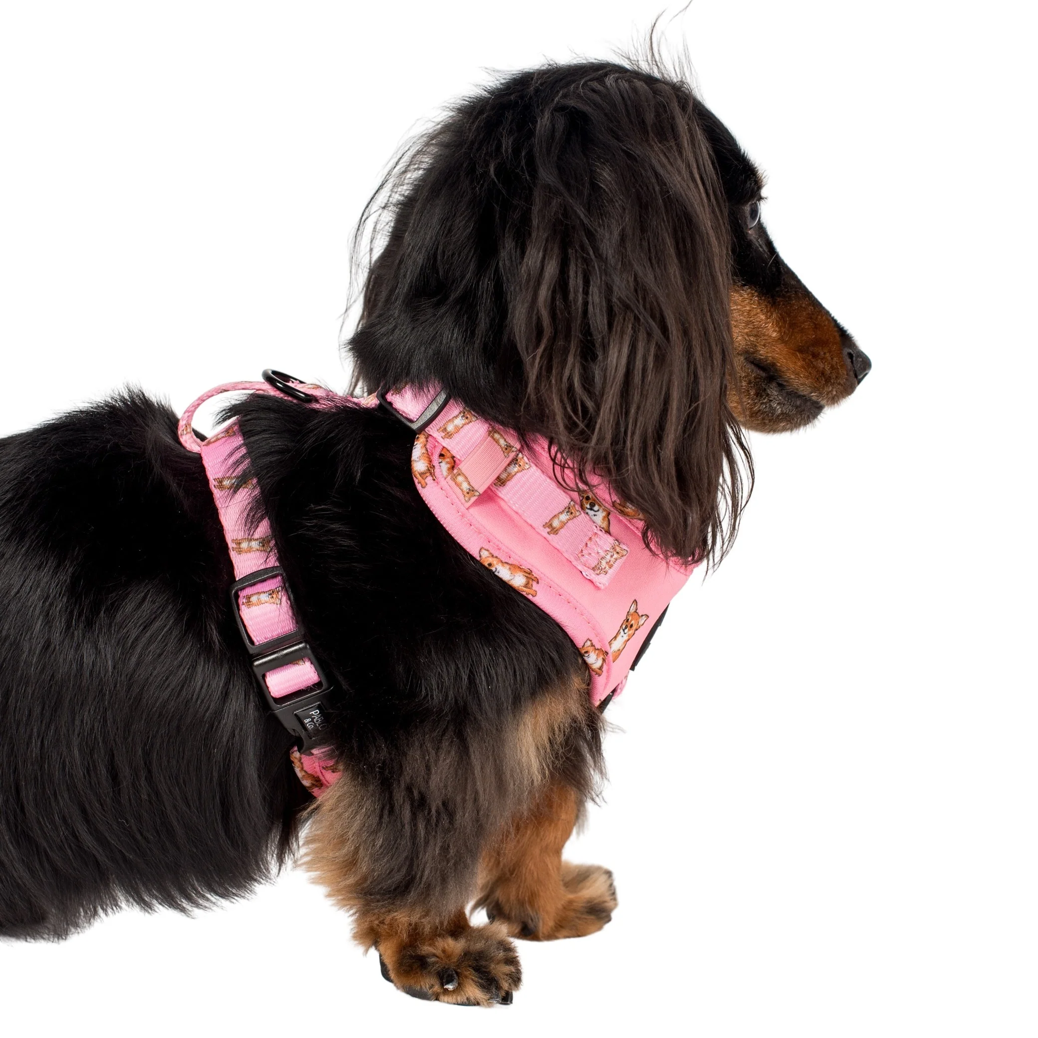 Chihuahua: Adjustable Harness - Image 8
