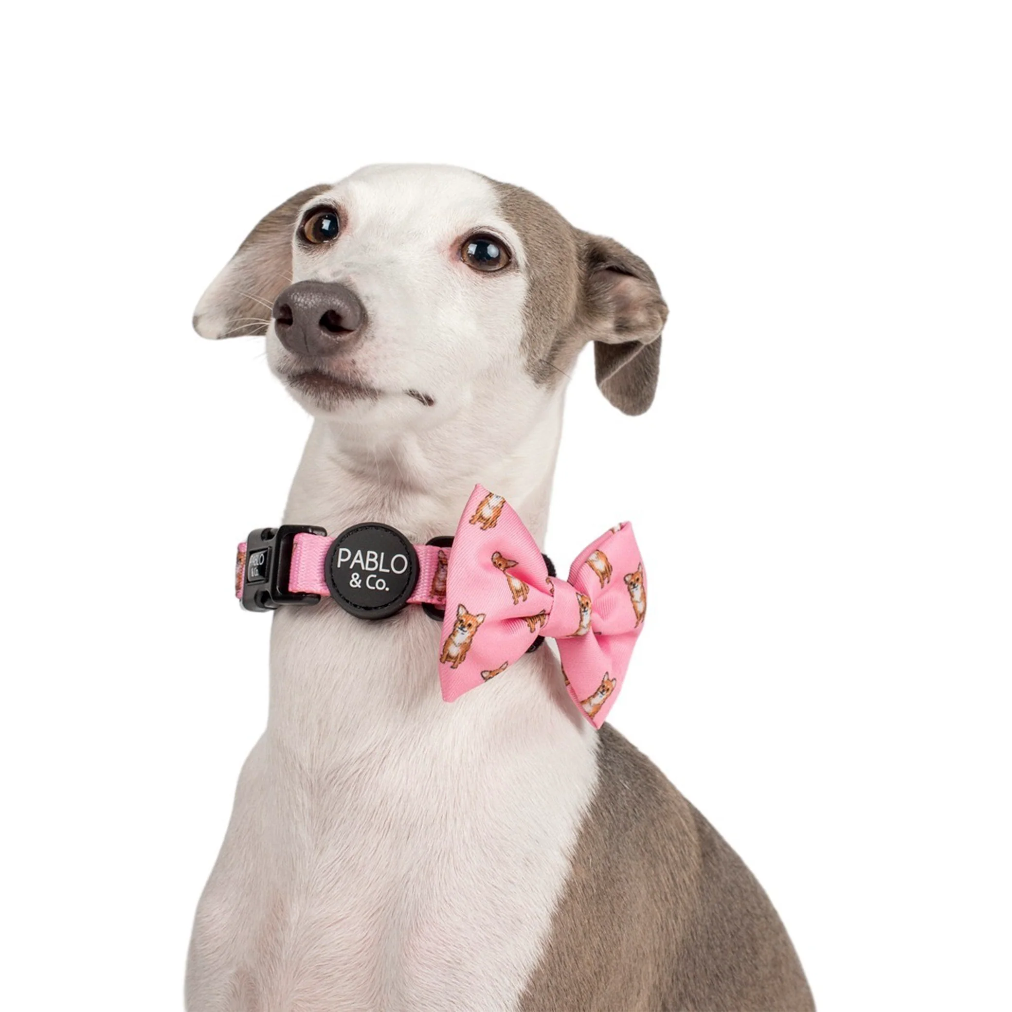 Chihuahua: Bow Tie - Image 2