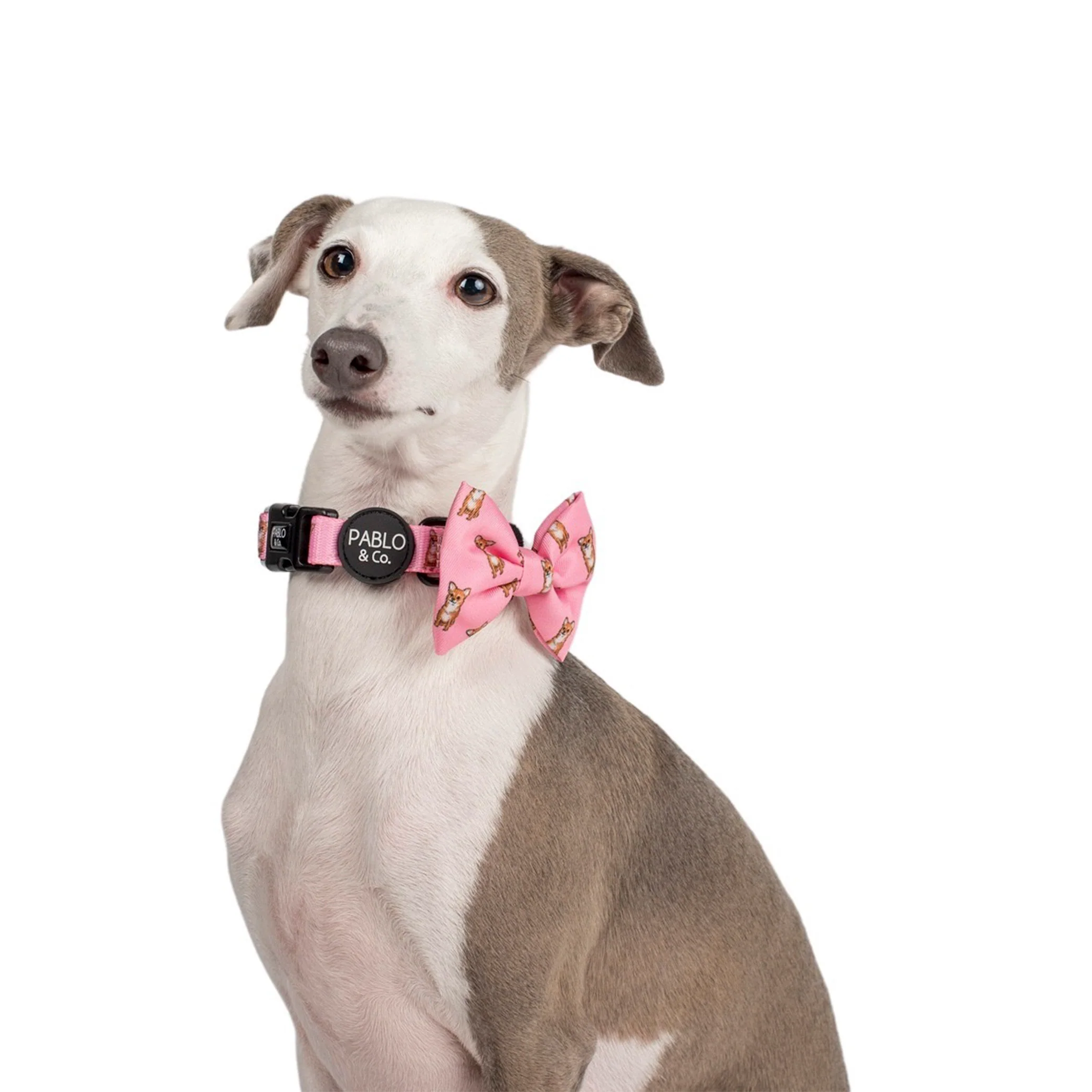 Chihuahua: Bow Tie - Image 3