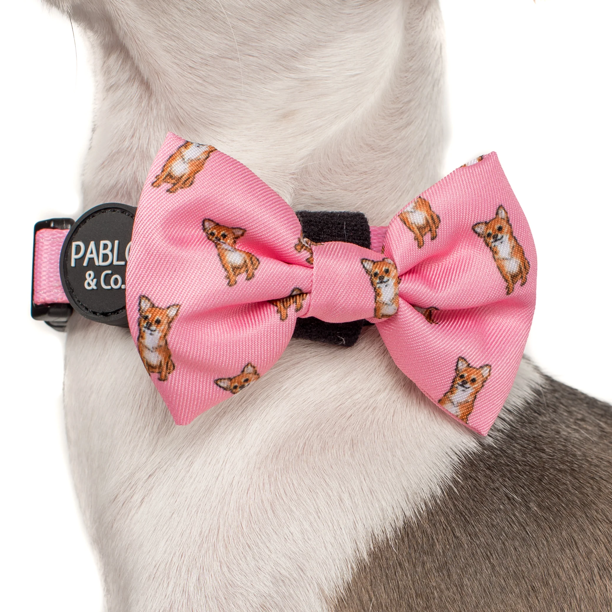 Chihuahua: Bow Tie - Image 4