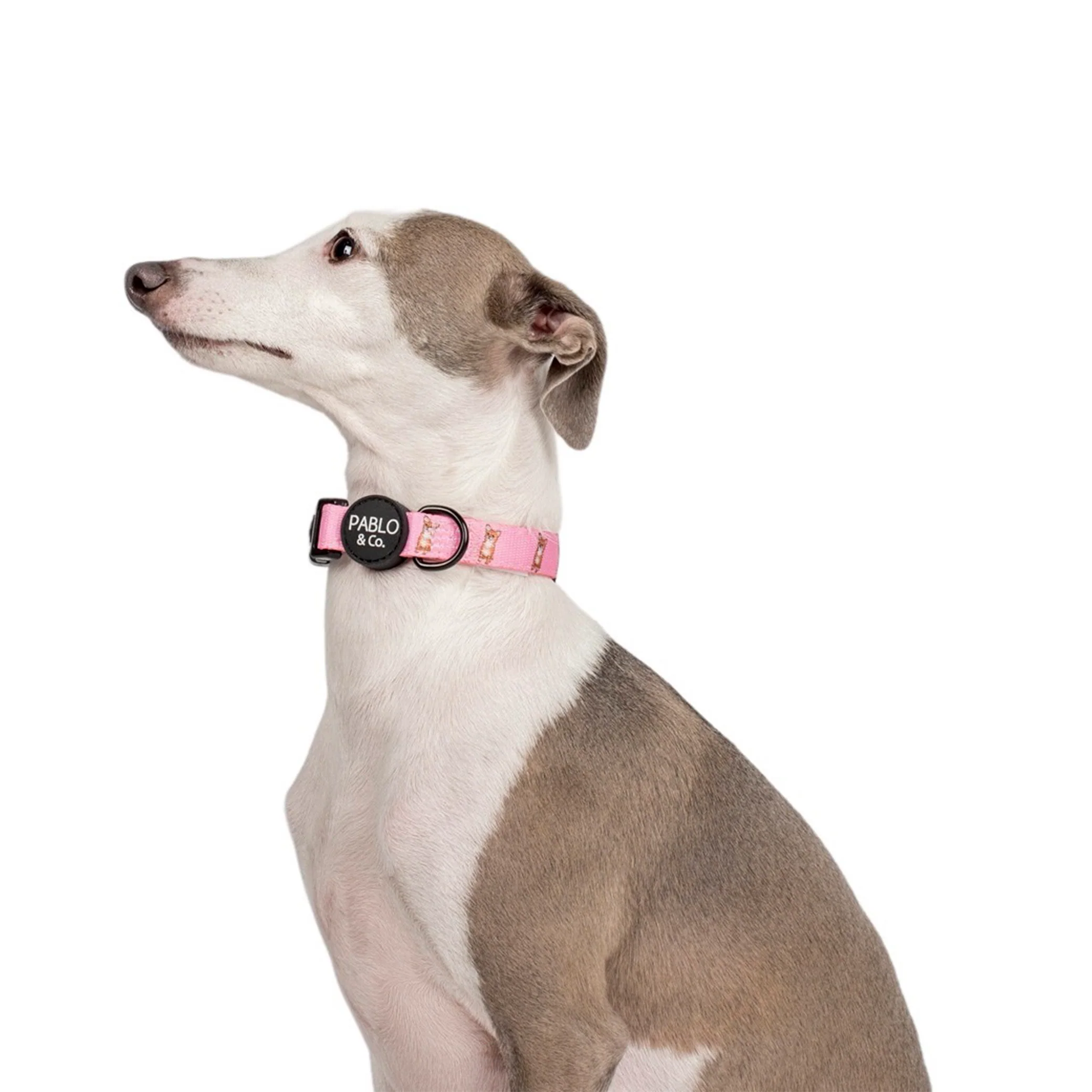 Chihuahua: Collar - Image 2