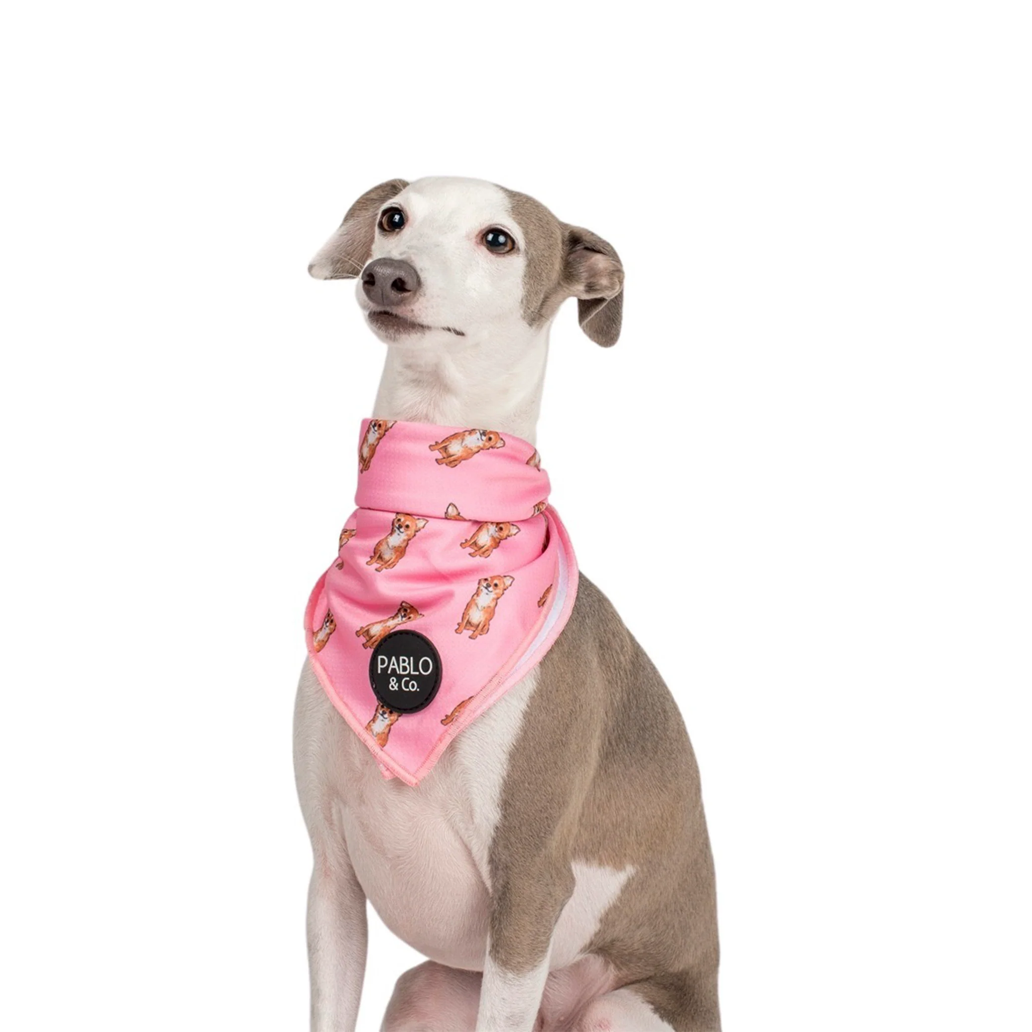 Chihuahua - Dog Bandana - Image 2