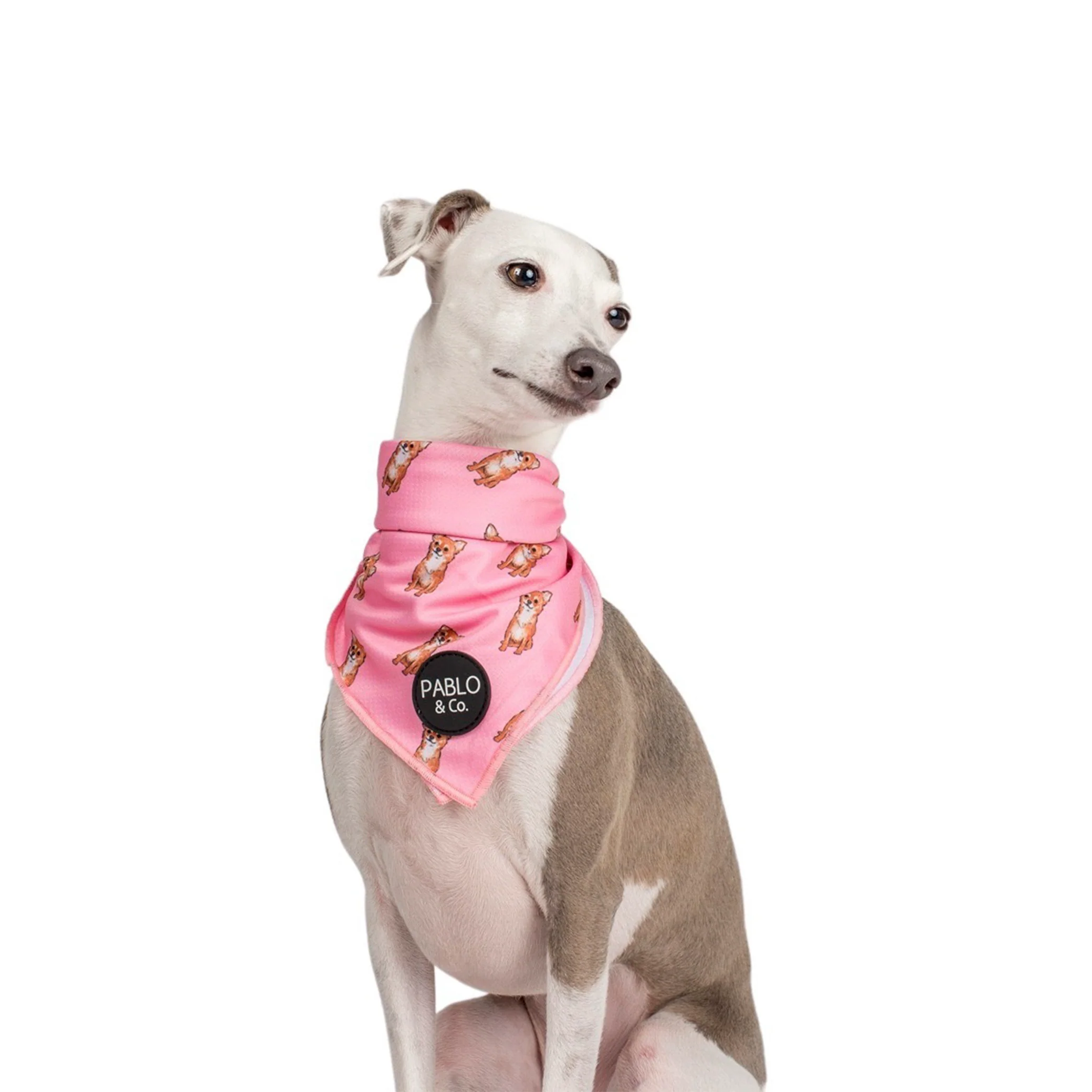 Chihuahua - Dog Bandana - Image 3