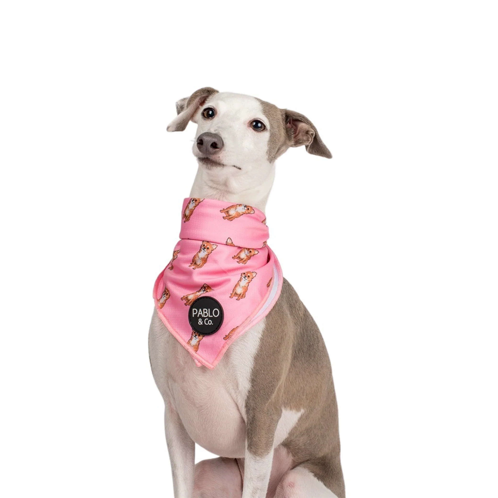 Chihuahua - Dog Bandana - Image 4