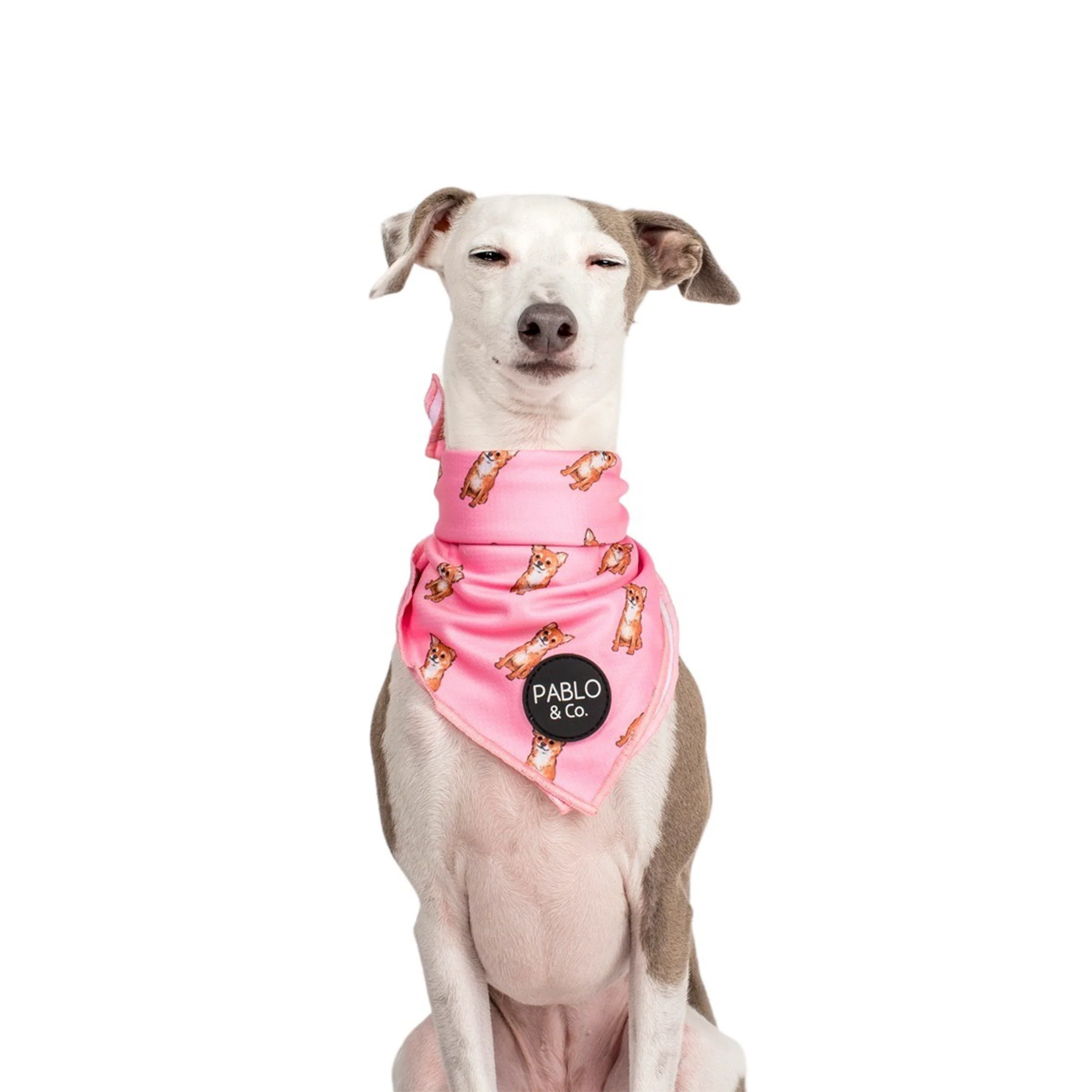 Chihuahua - Dog Bandana - Image 6