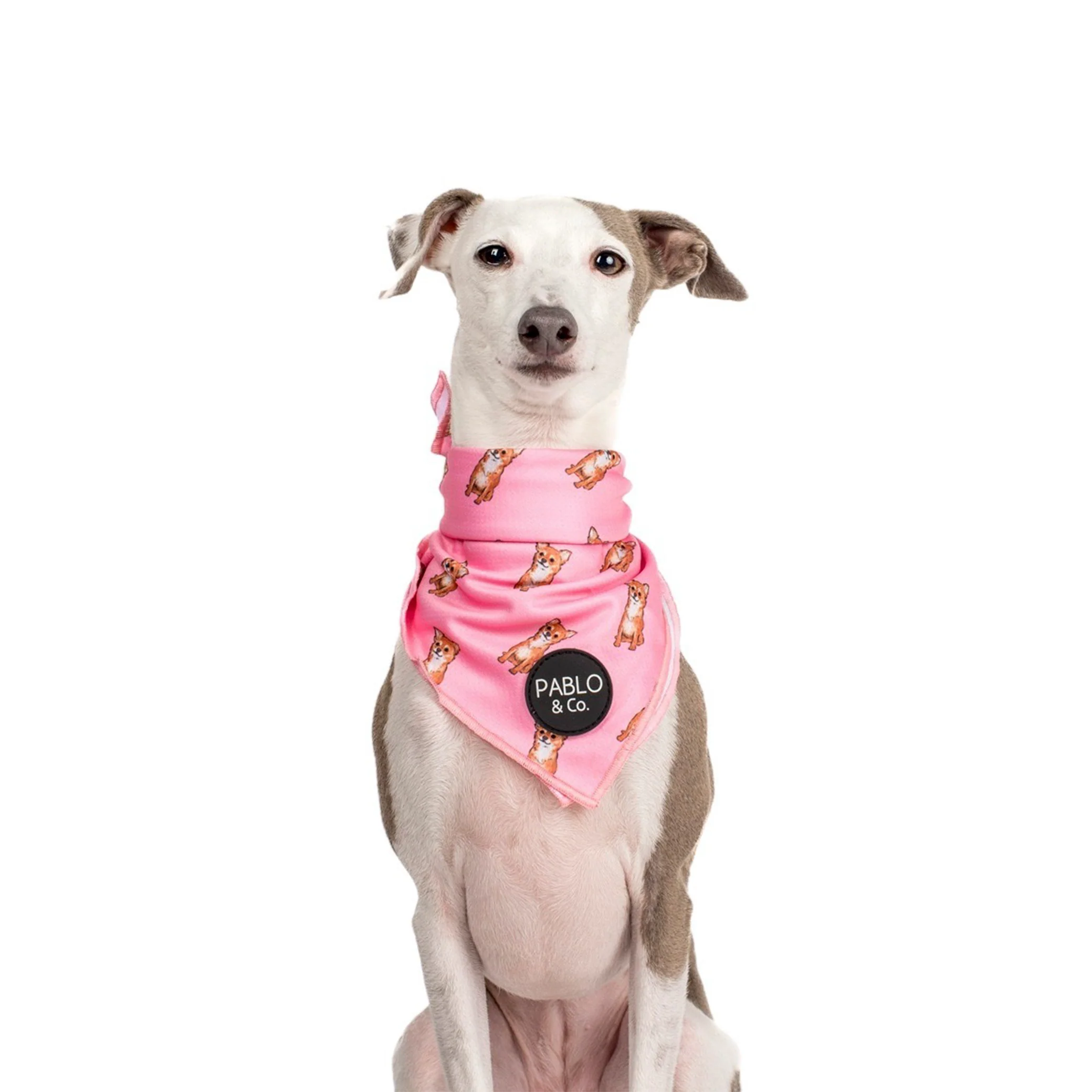 Chihuahua - Dog Bandana - Image 7