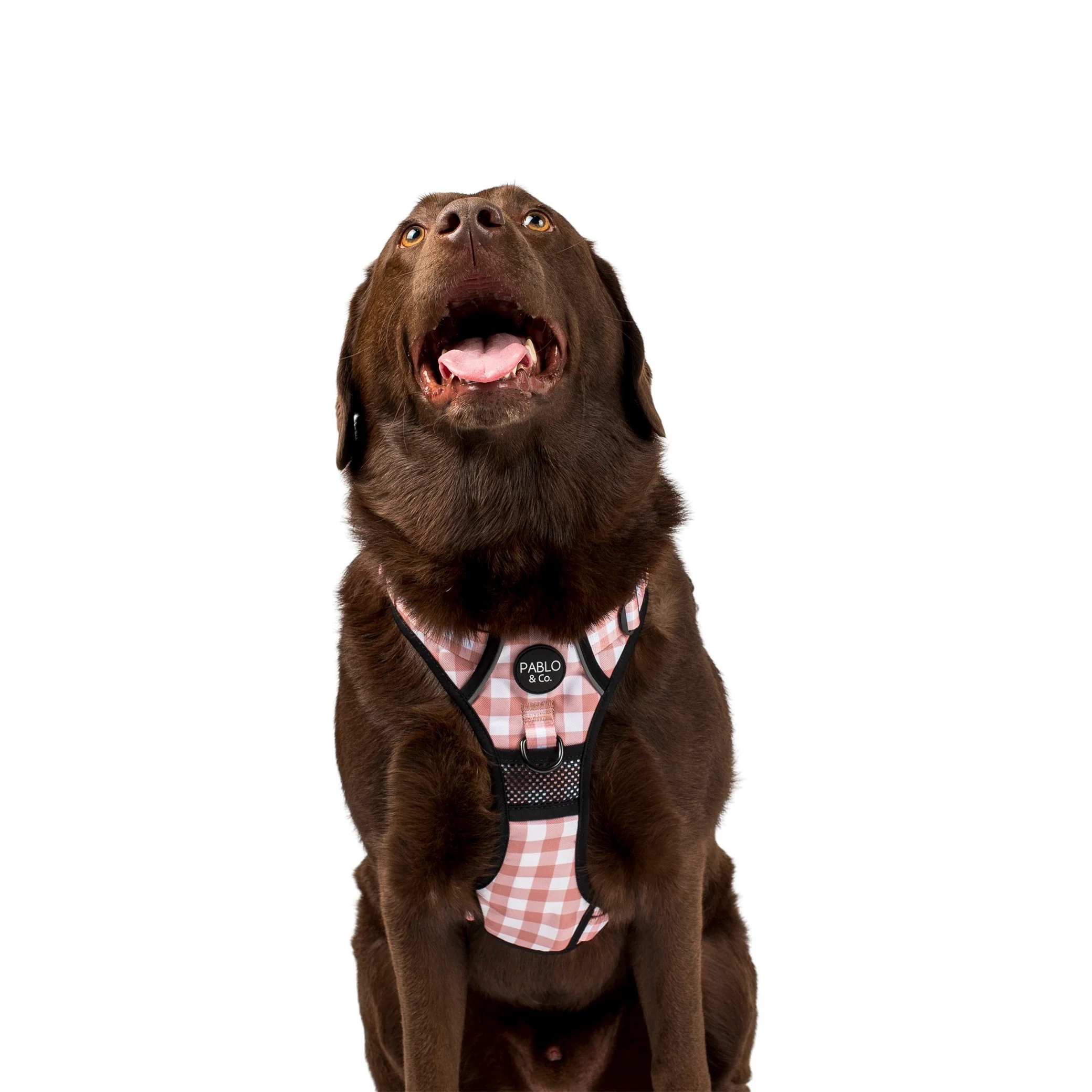 Chocolate Gingham: No Pull Adventure Harness - Image 3
