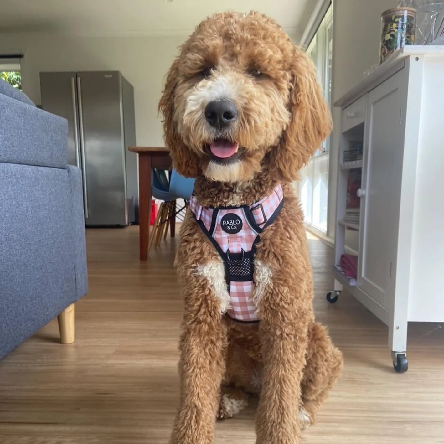 Chocolate Gingham: No Pull Adventure Harness - Image 6