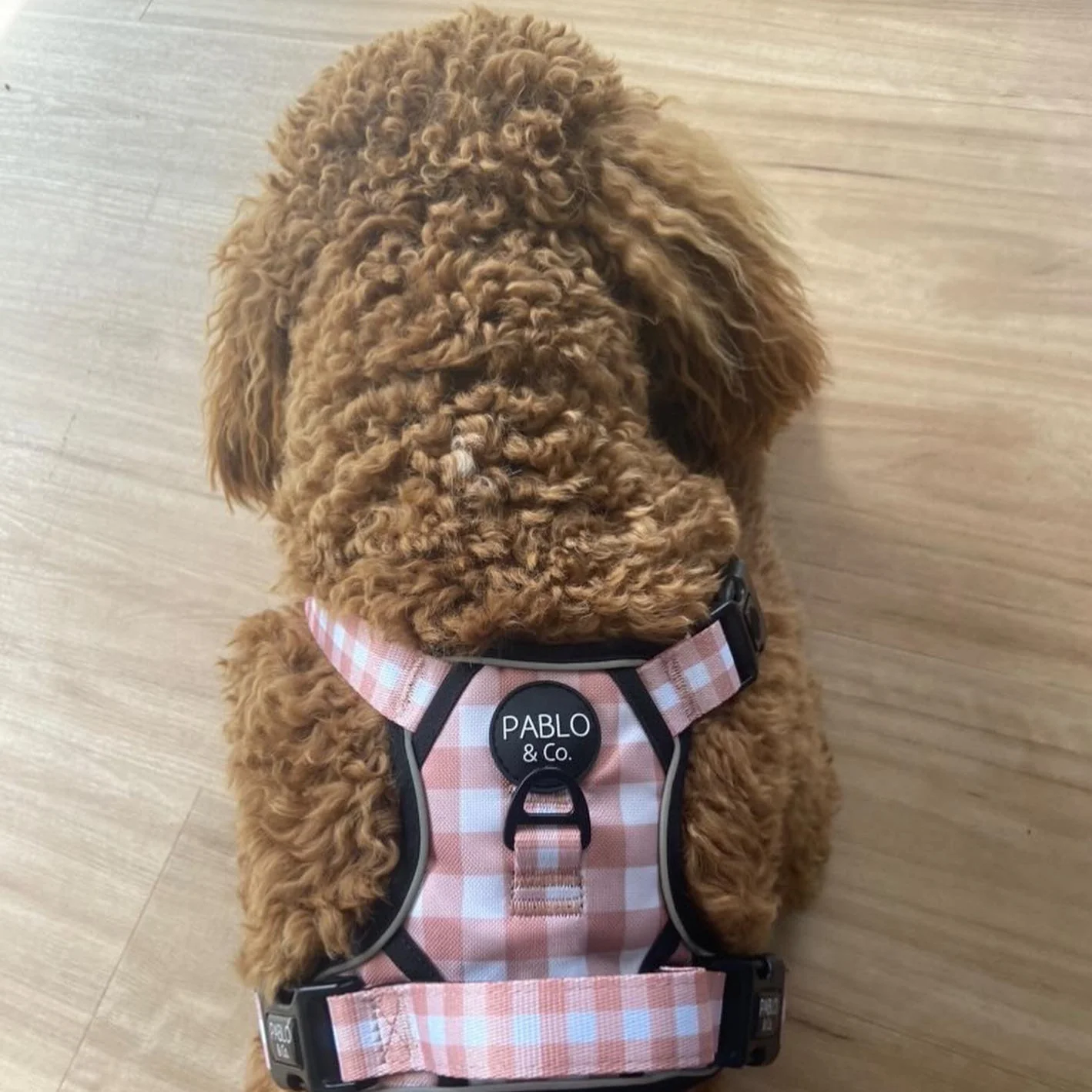 Chocolate Gingham: No Pull Adventure Harness - Image 7