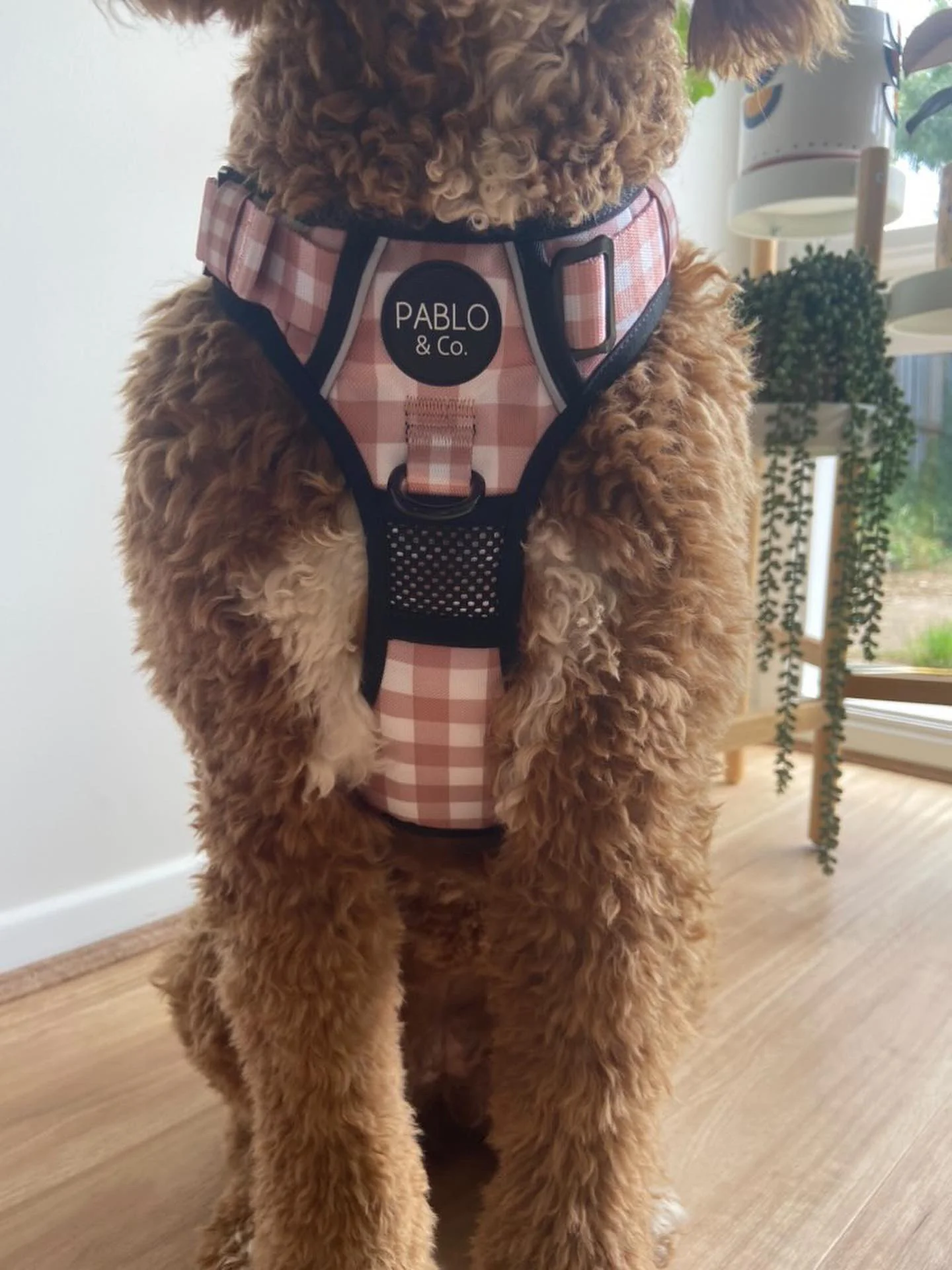 Chocolate Gingham: No Pull Adventure Harness - Image 8