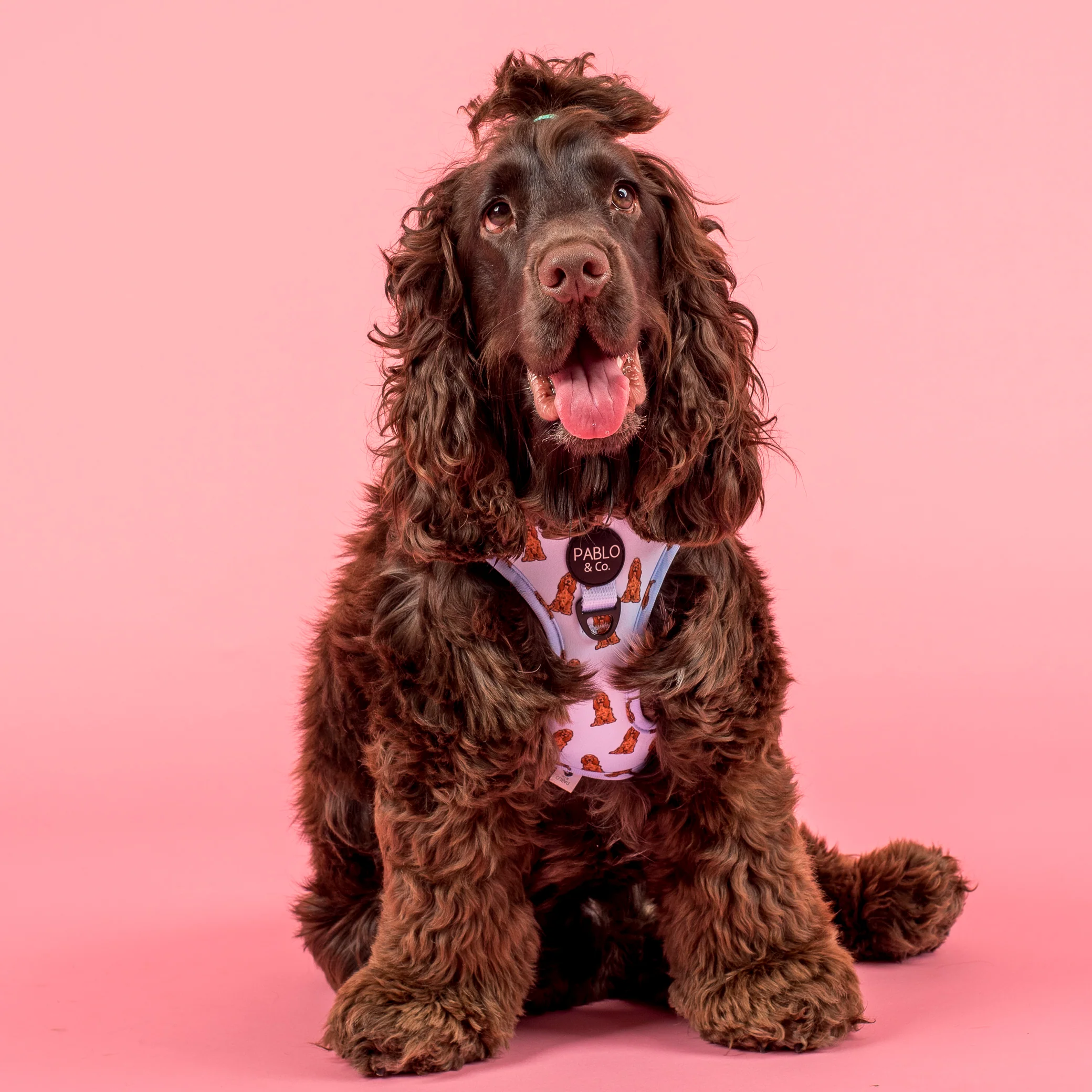 Cocker Spaniel: Adjustable Harness