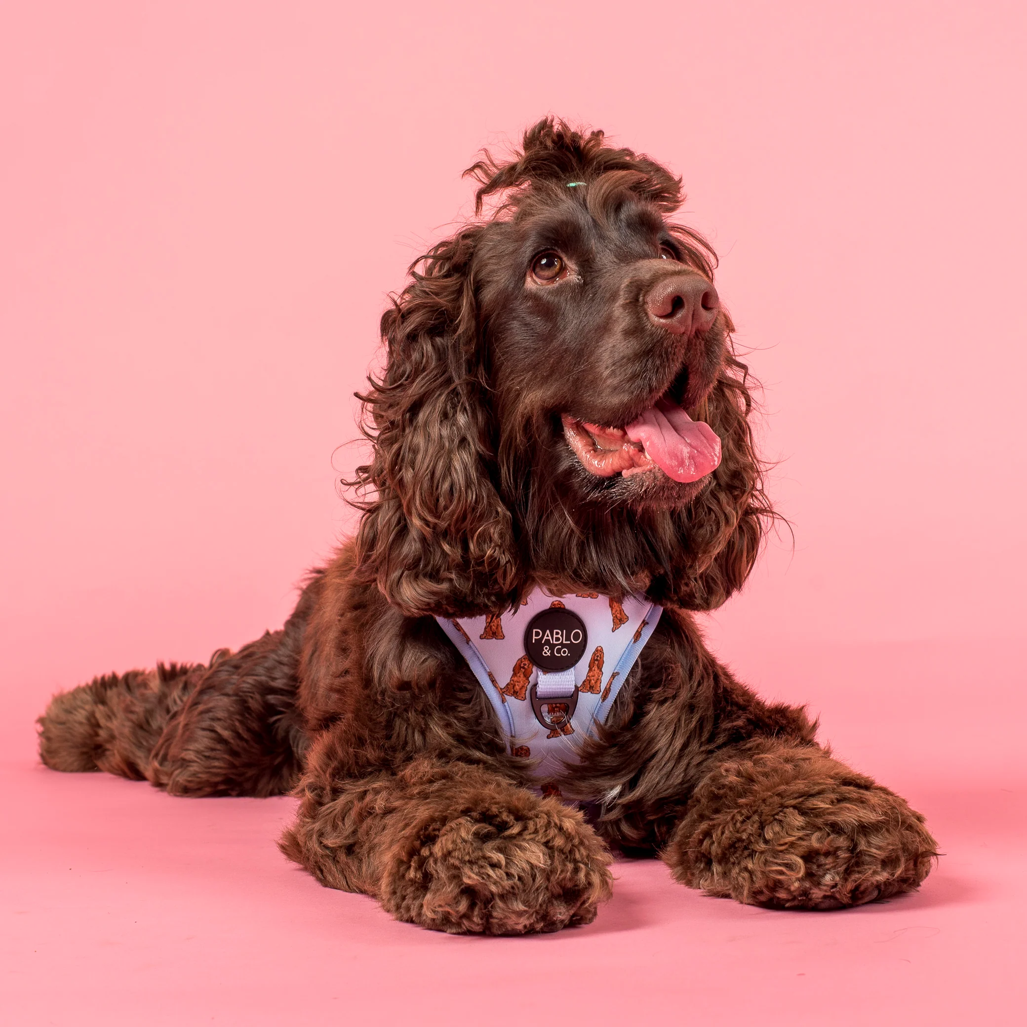 Cocker Spaniel: Adjustable Harness - Image 3