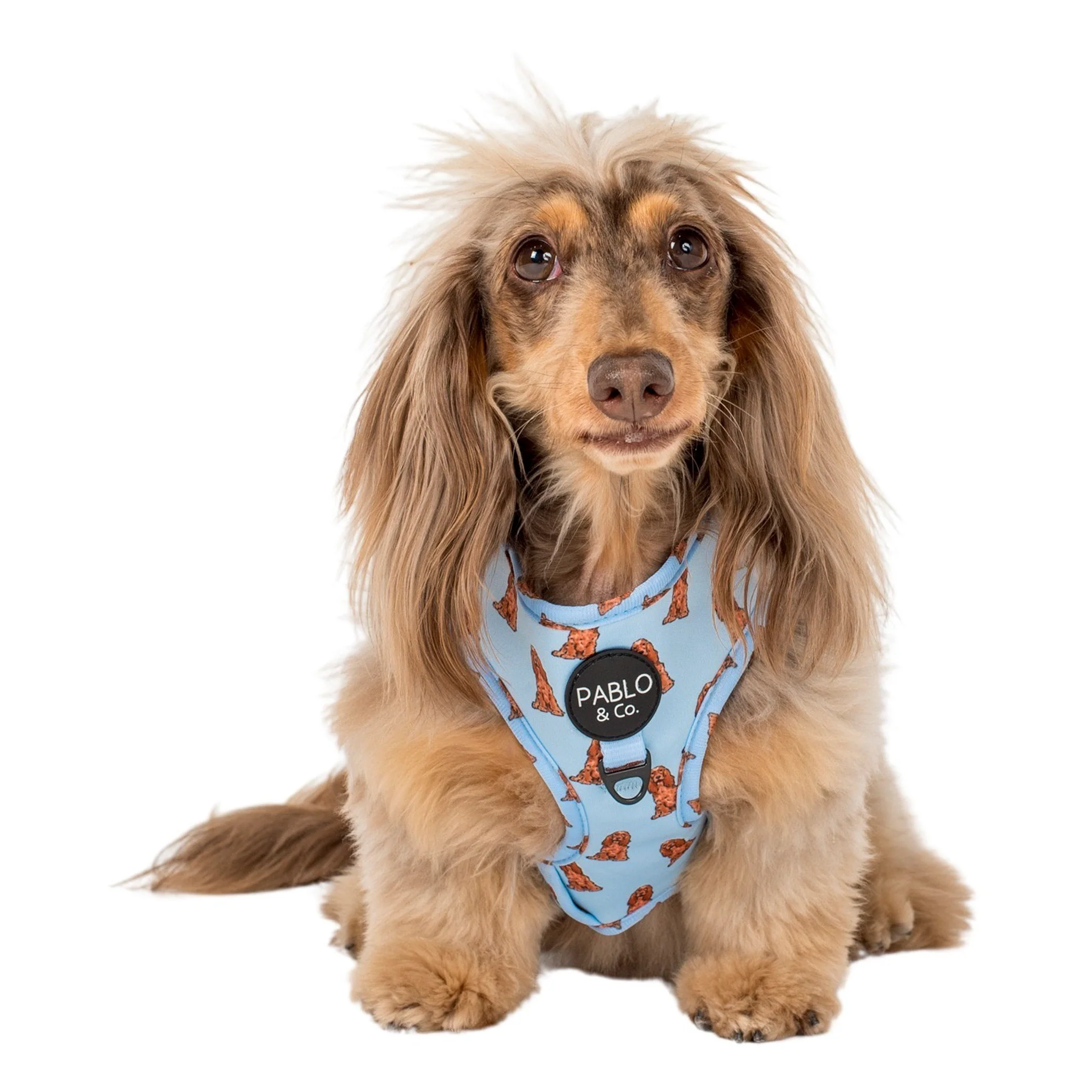 Cocker Spaniel: Adjustable Harness - Image 5
