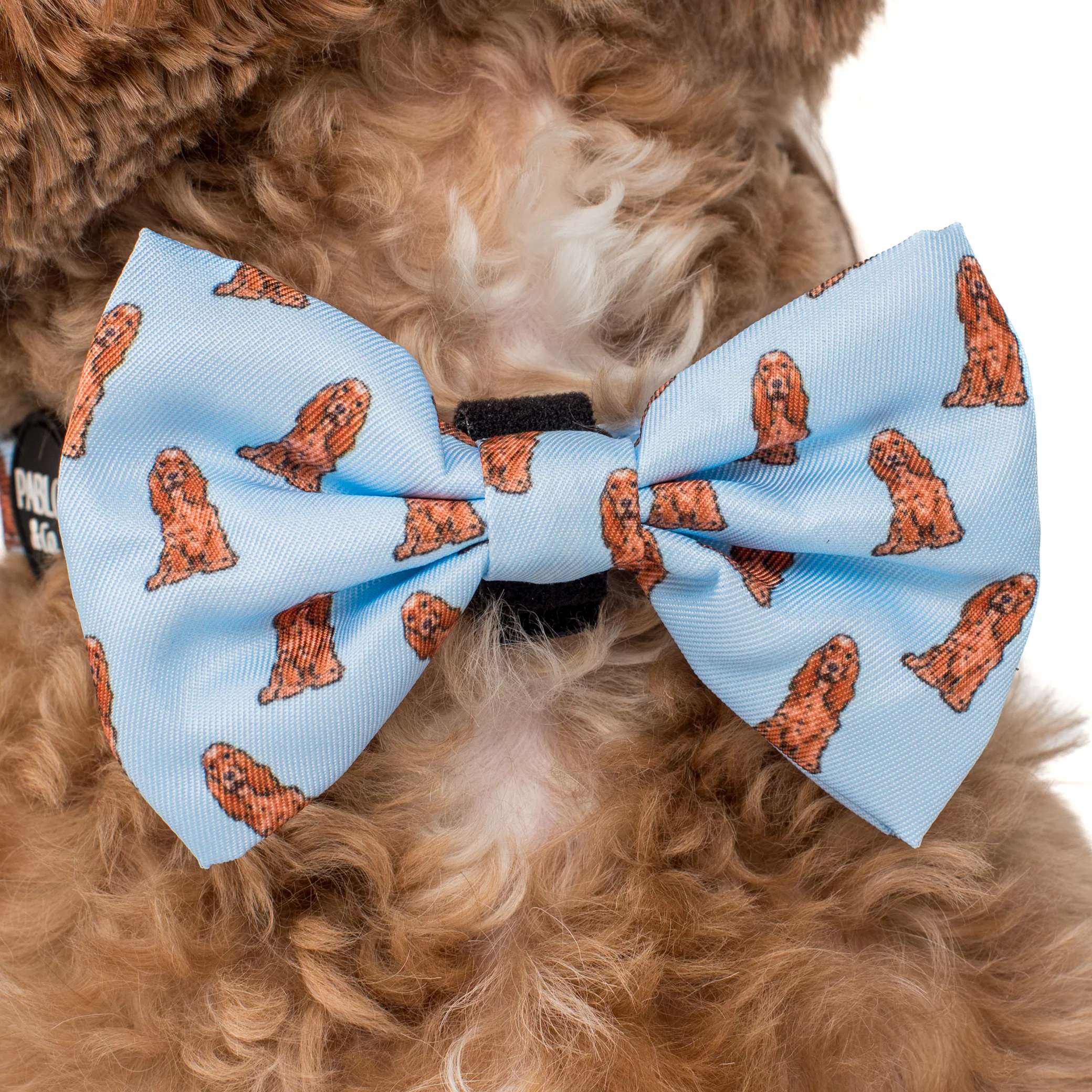 Cocker Spaniel: Bow Tie - Image 2