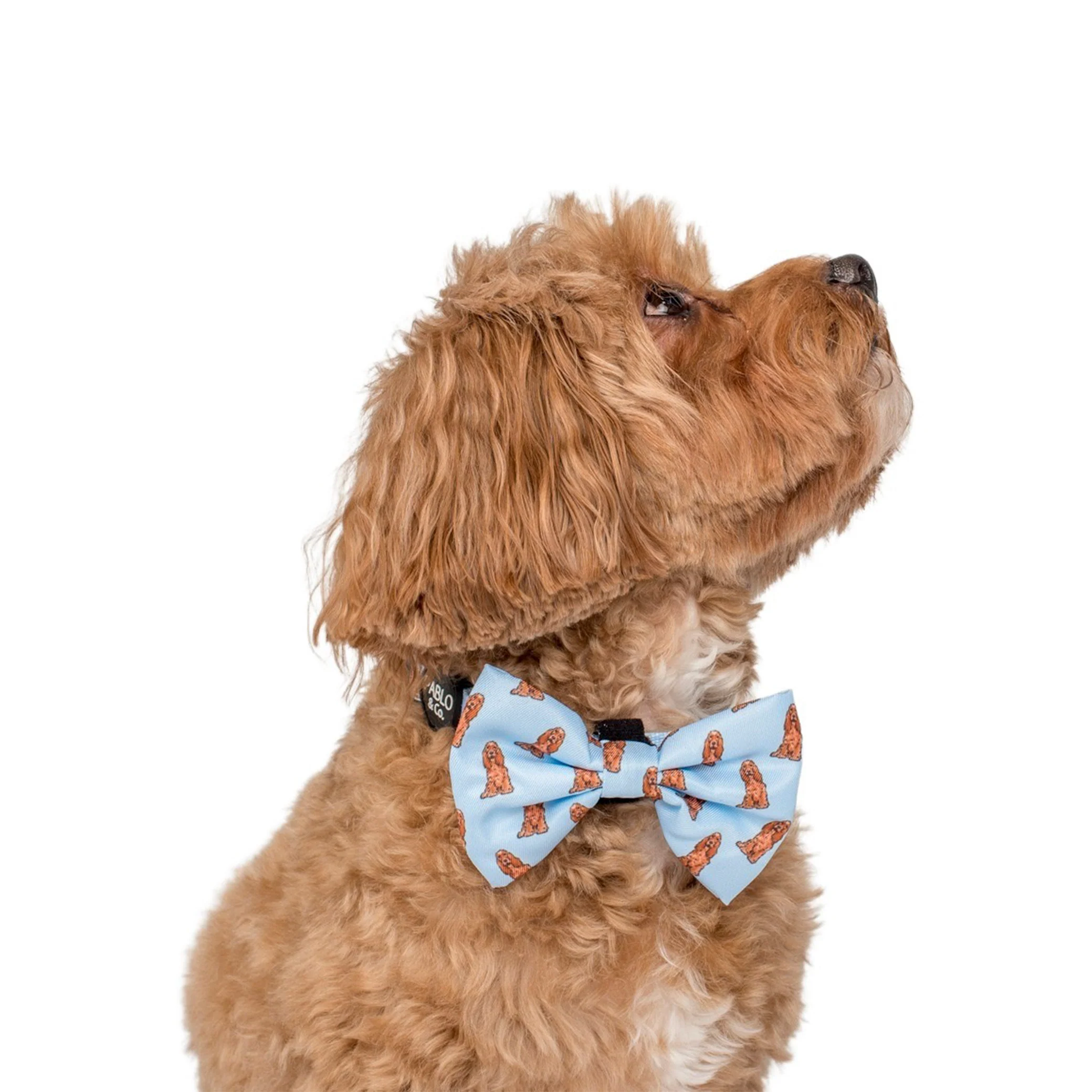 Cocker Spaniel: Bow Tie - Image 3
