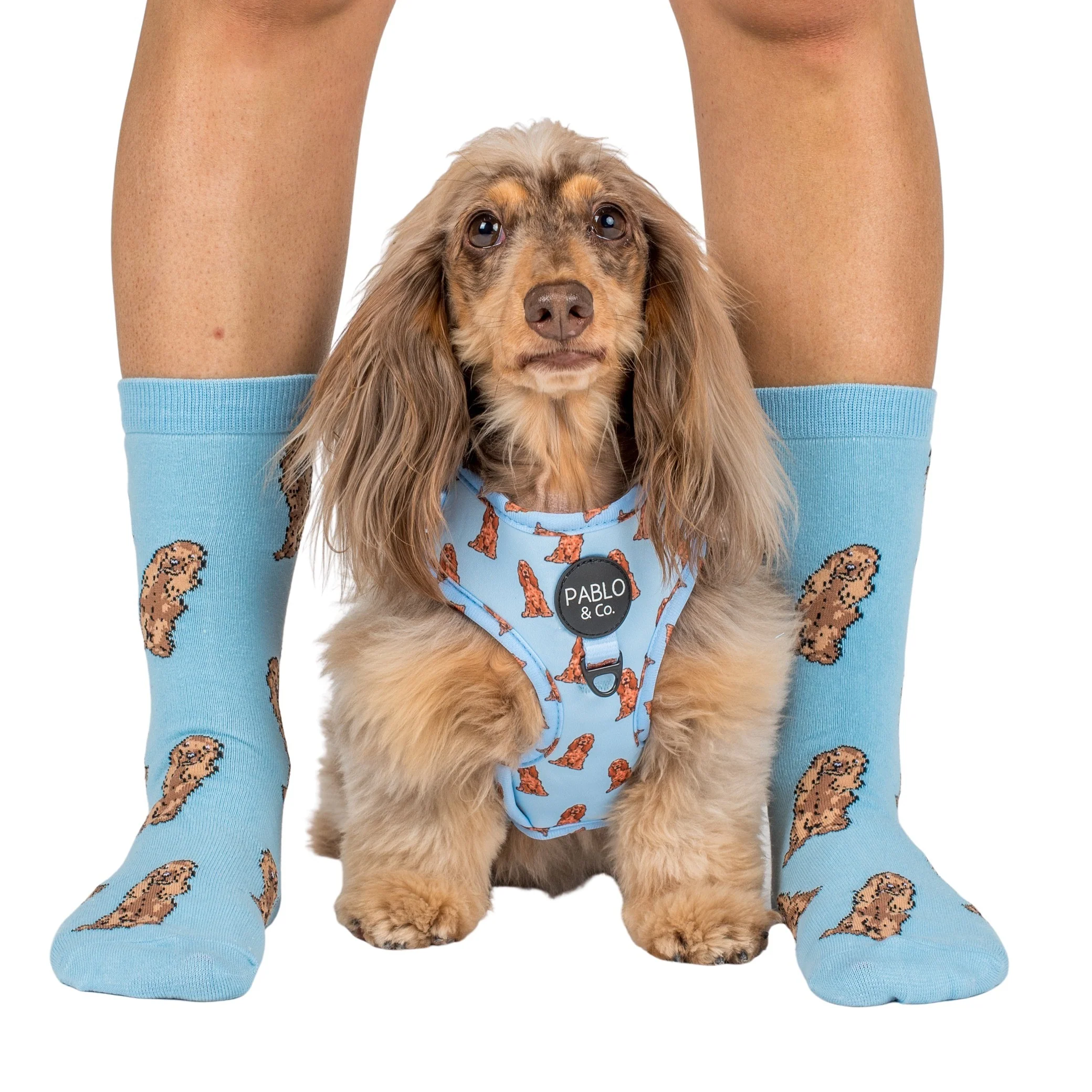 Cocker Spaniel: Breed Socks - Image 2