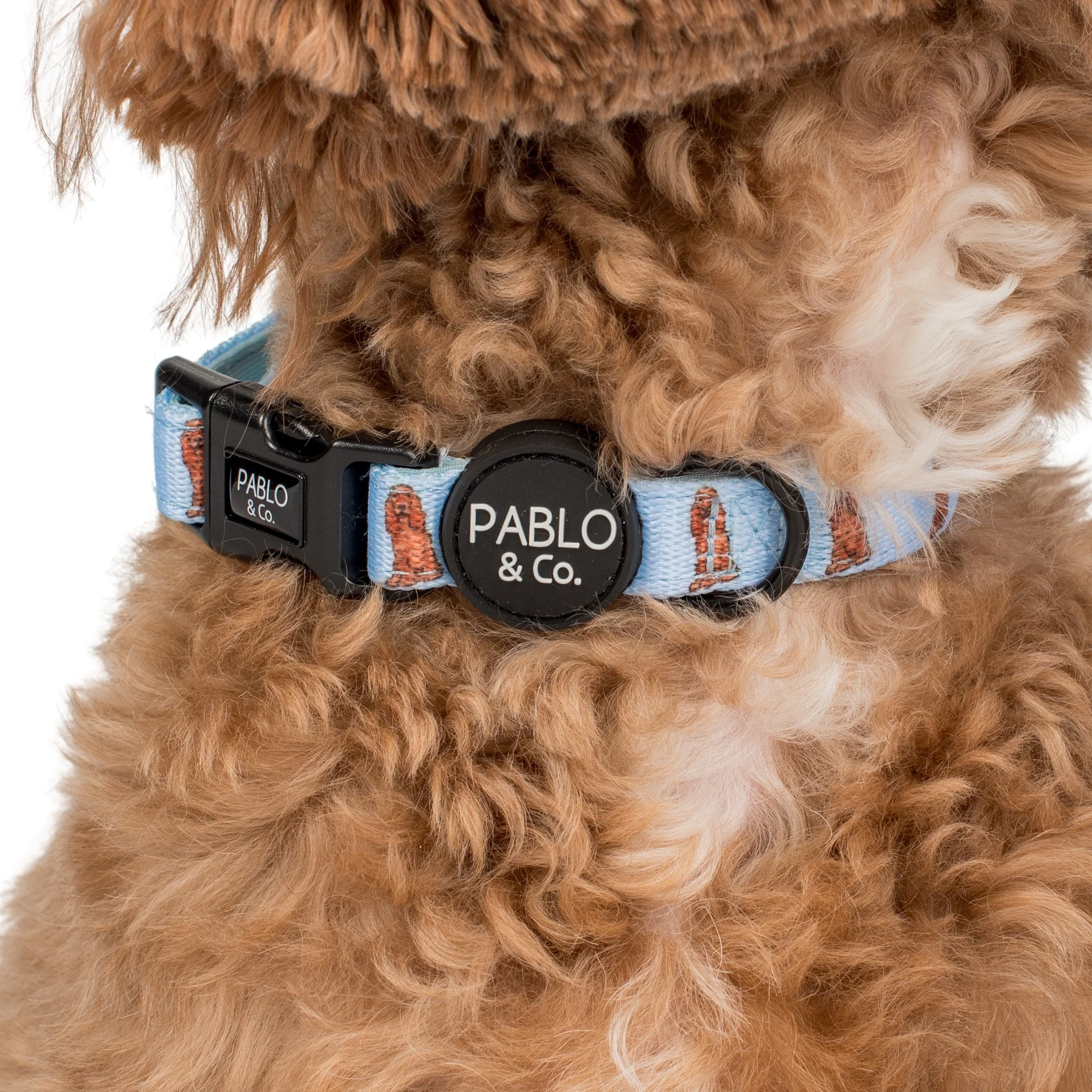 Cocker Spaniel: Collar